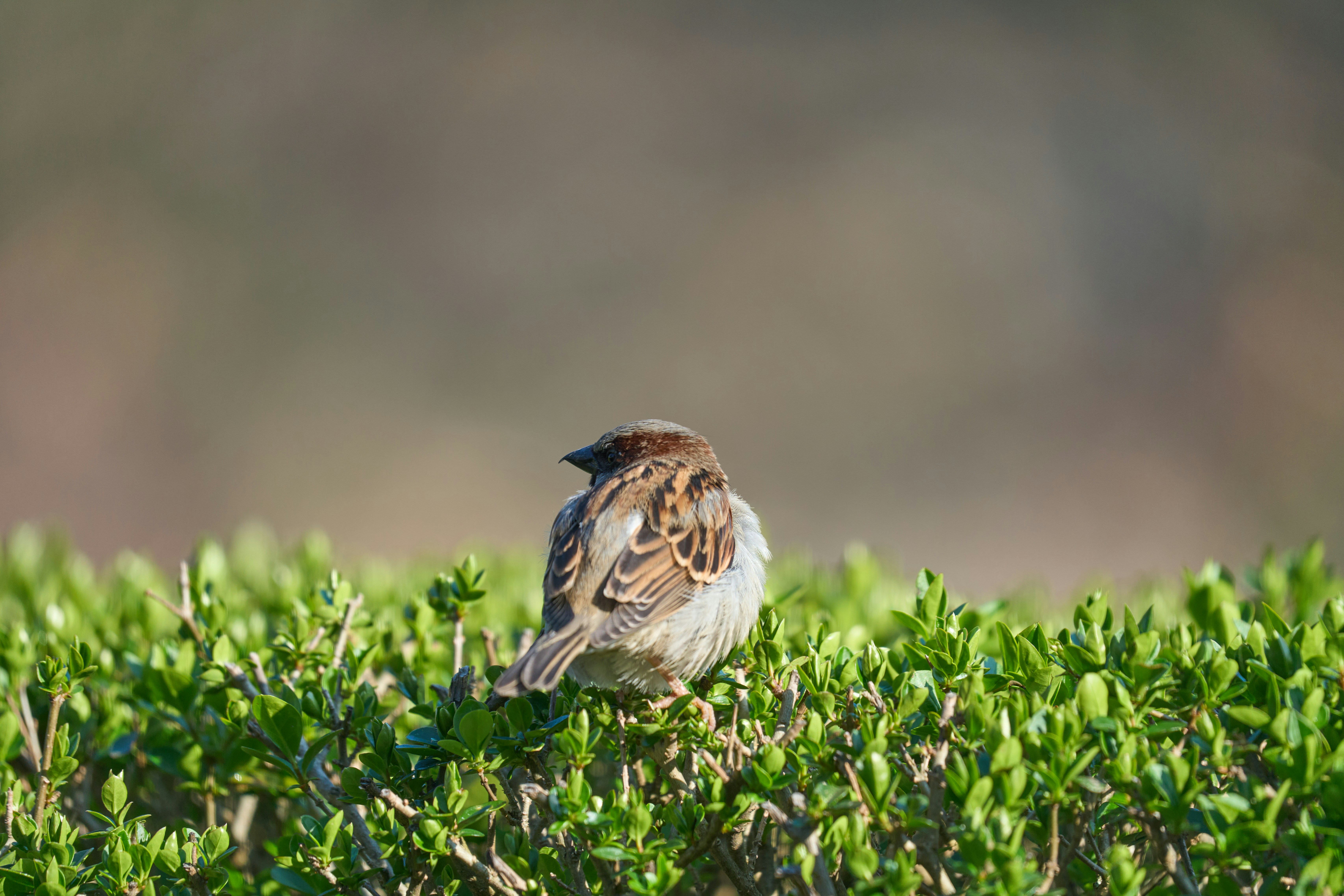 Photo by wolfgang_hasselmann