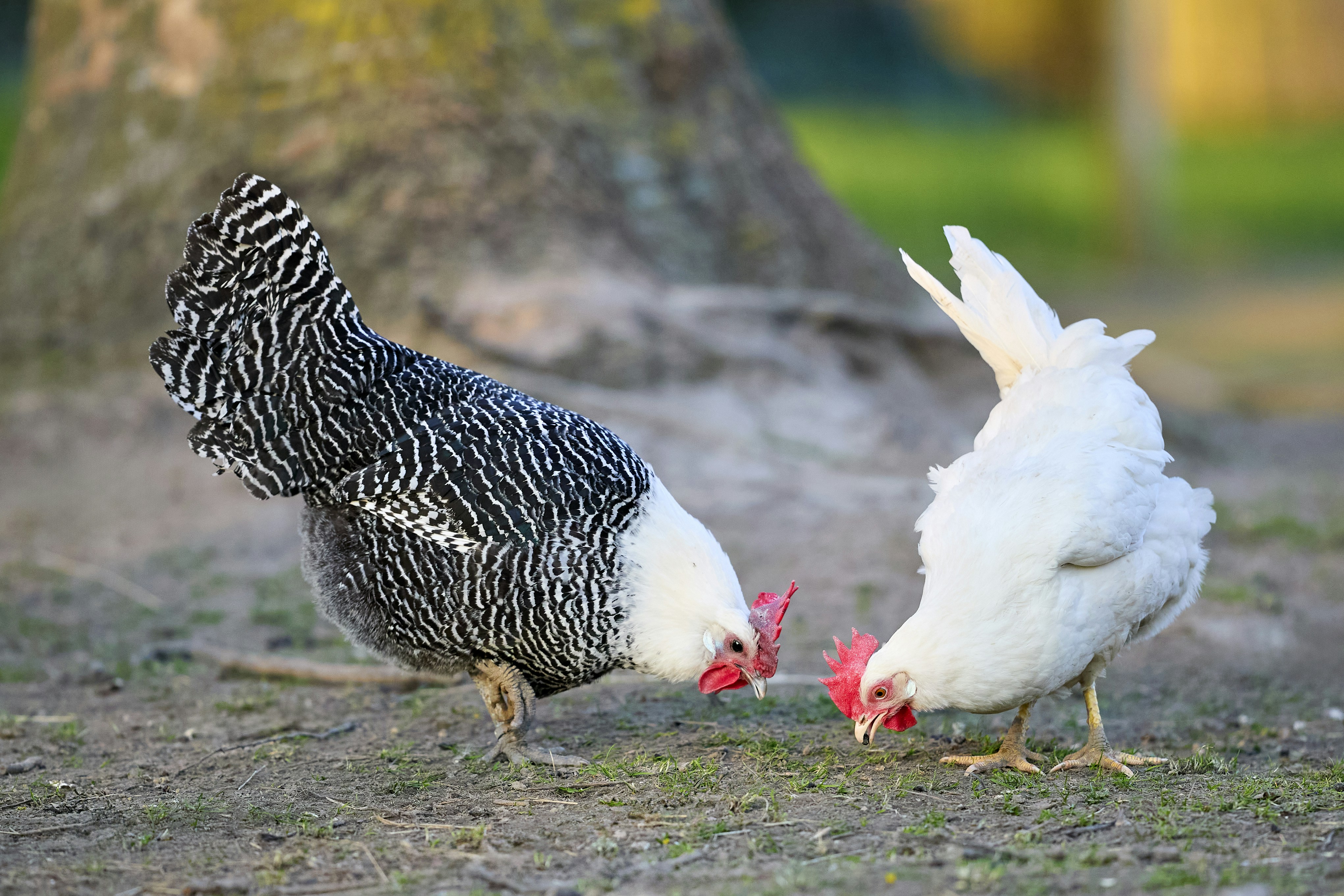 Photo by erwinbosman