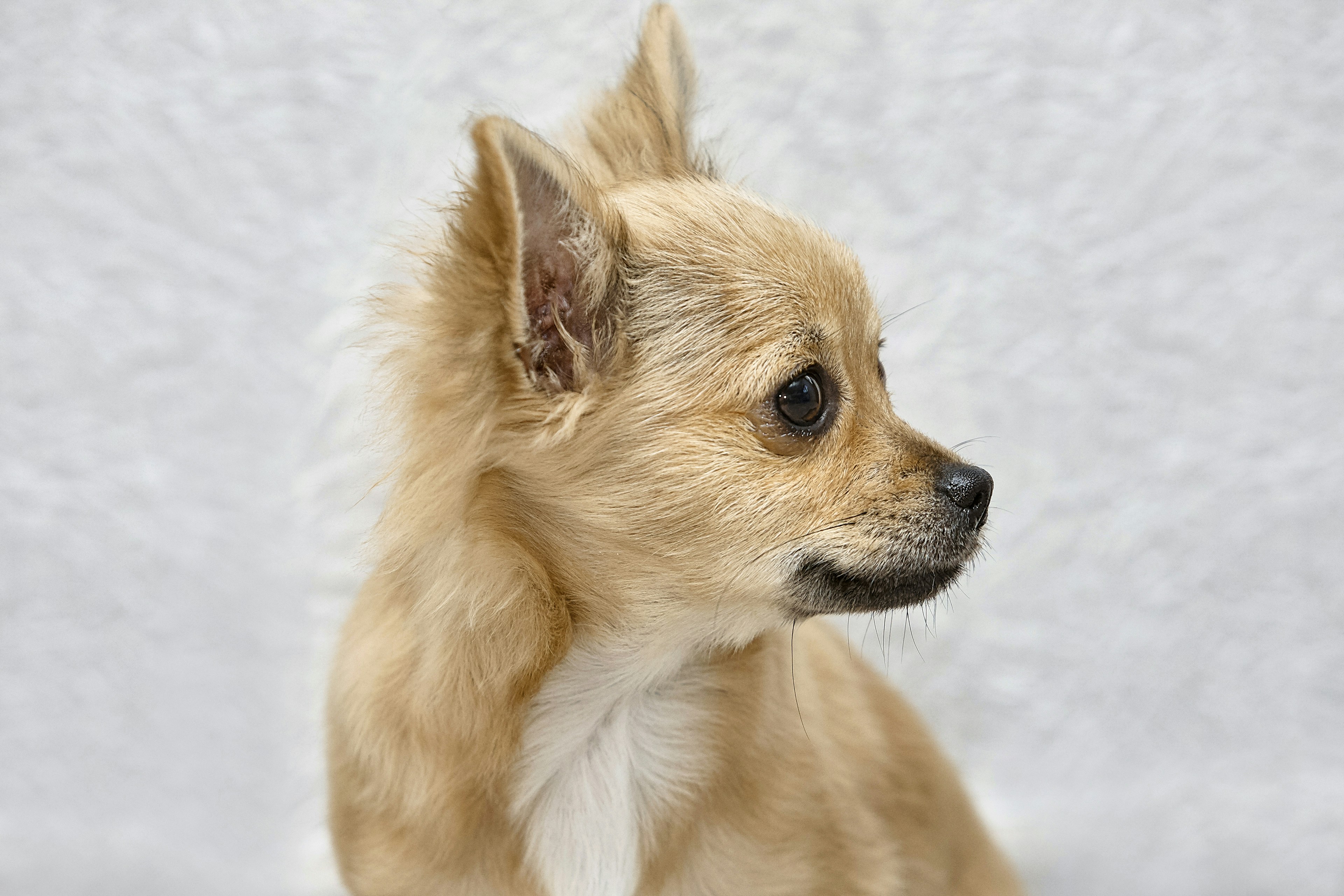 A small tan chihuahua dog looks to the right.