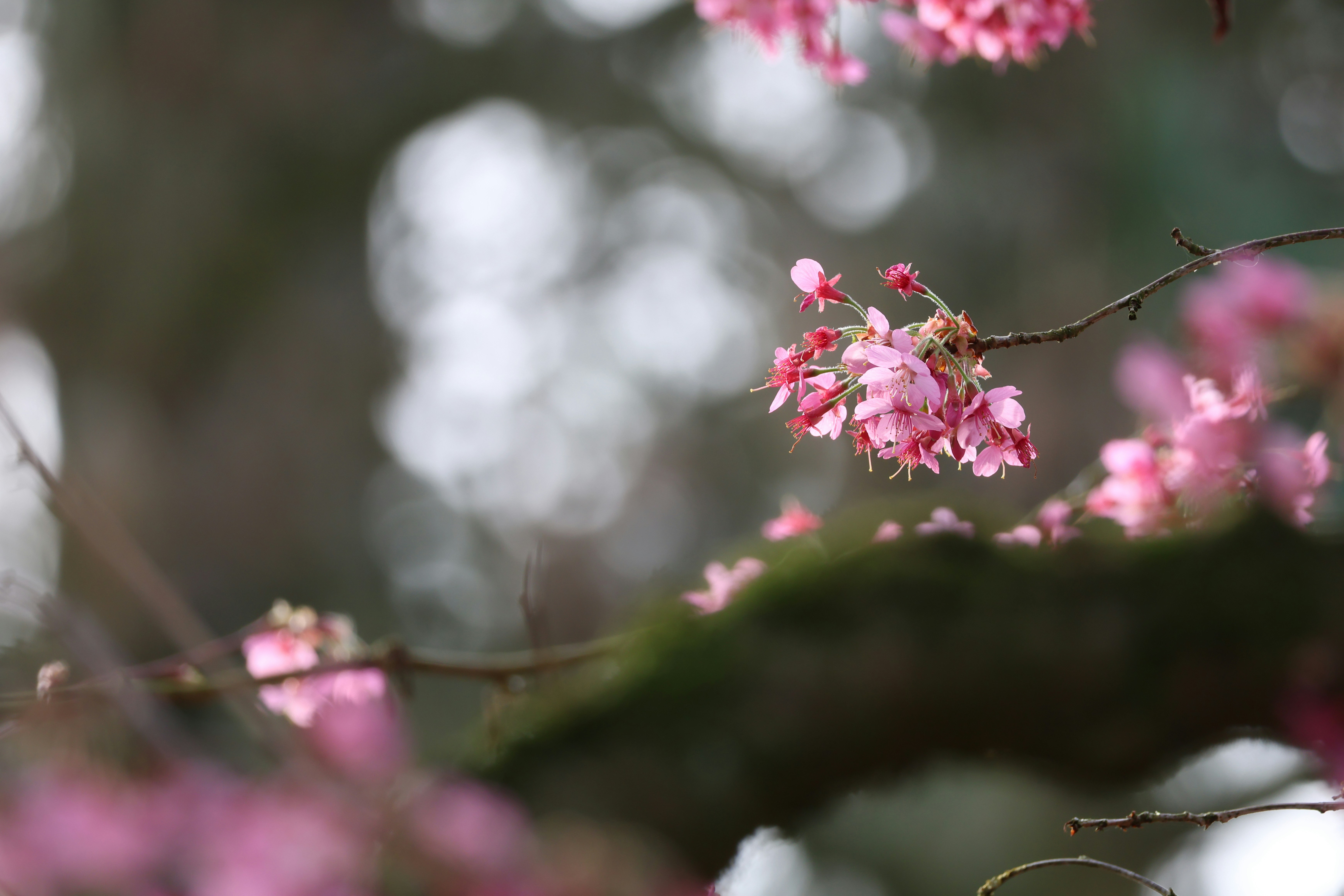 Photo by niau