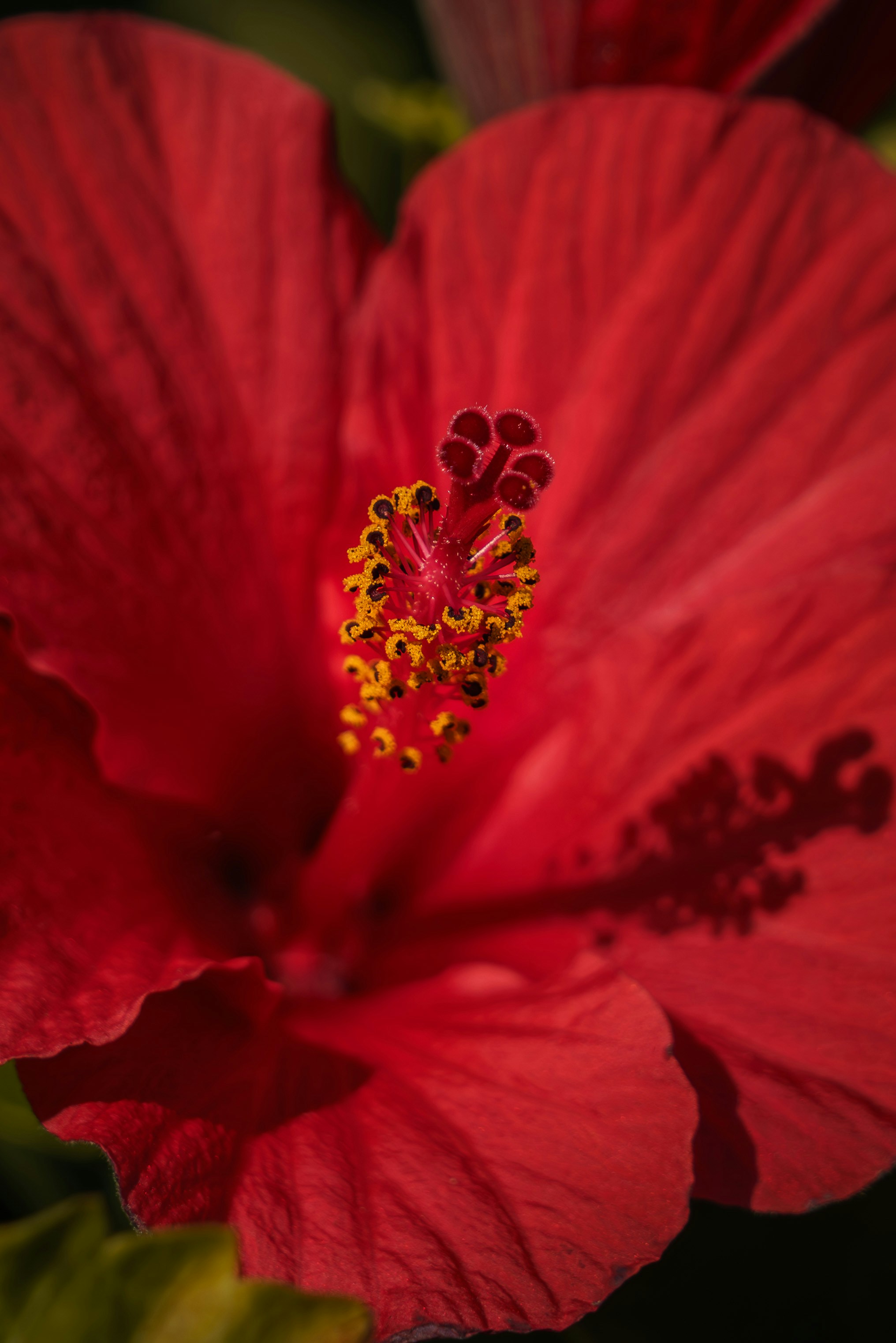 Photo by carolgauthier