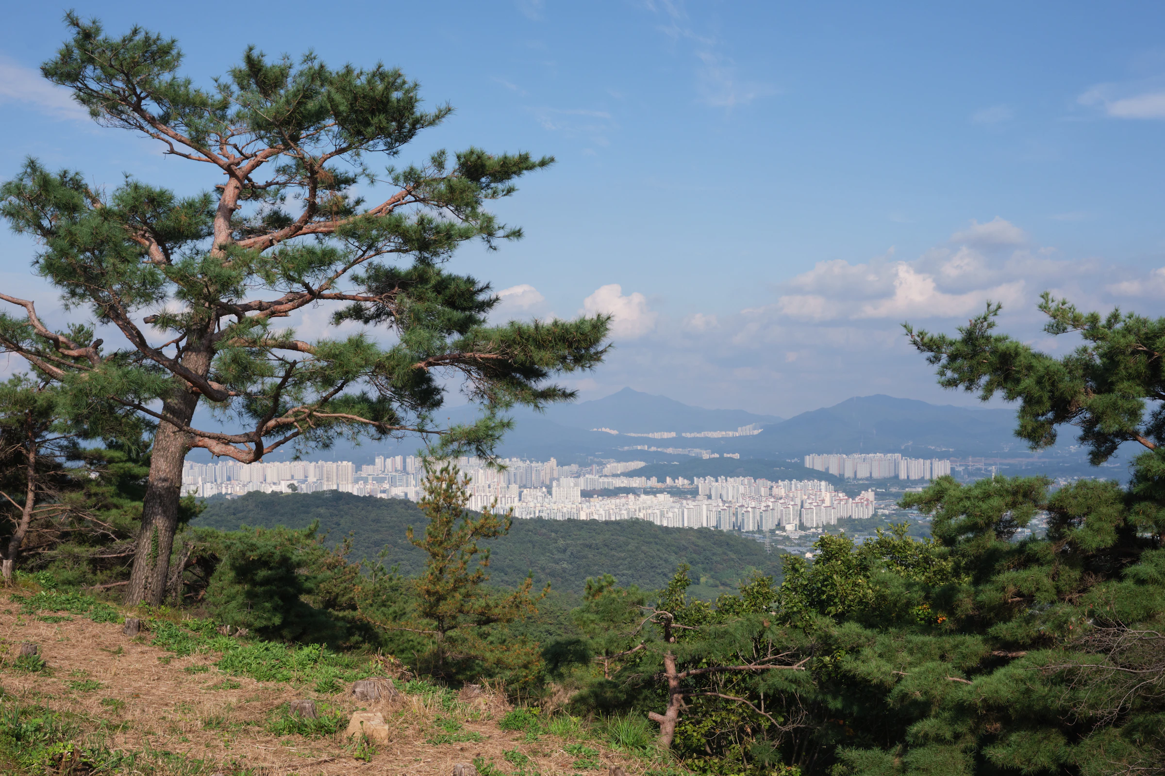 A view over a South Korean city from a pine-covered ridge, apartment towers filling the valley below with mountains beyond