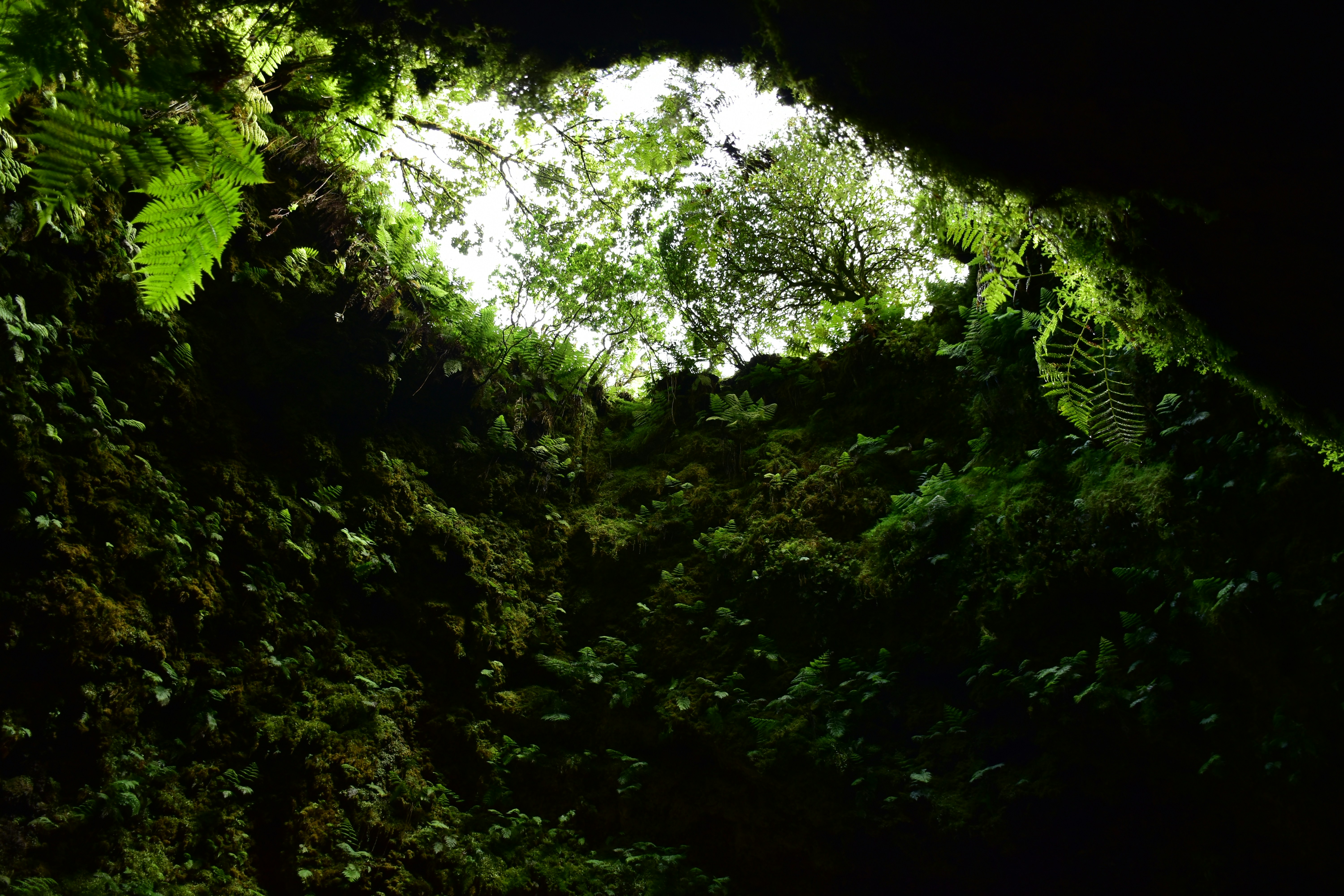 Samambaias verdes e musgo exuberantes dentro de uma caverna escura