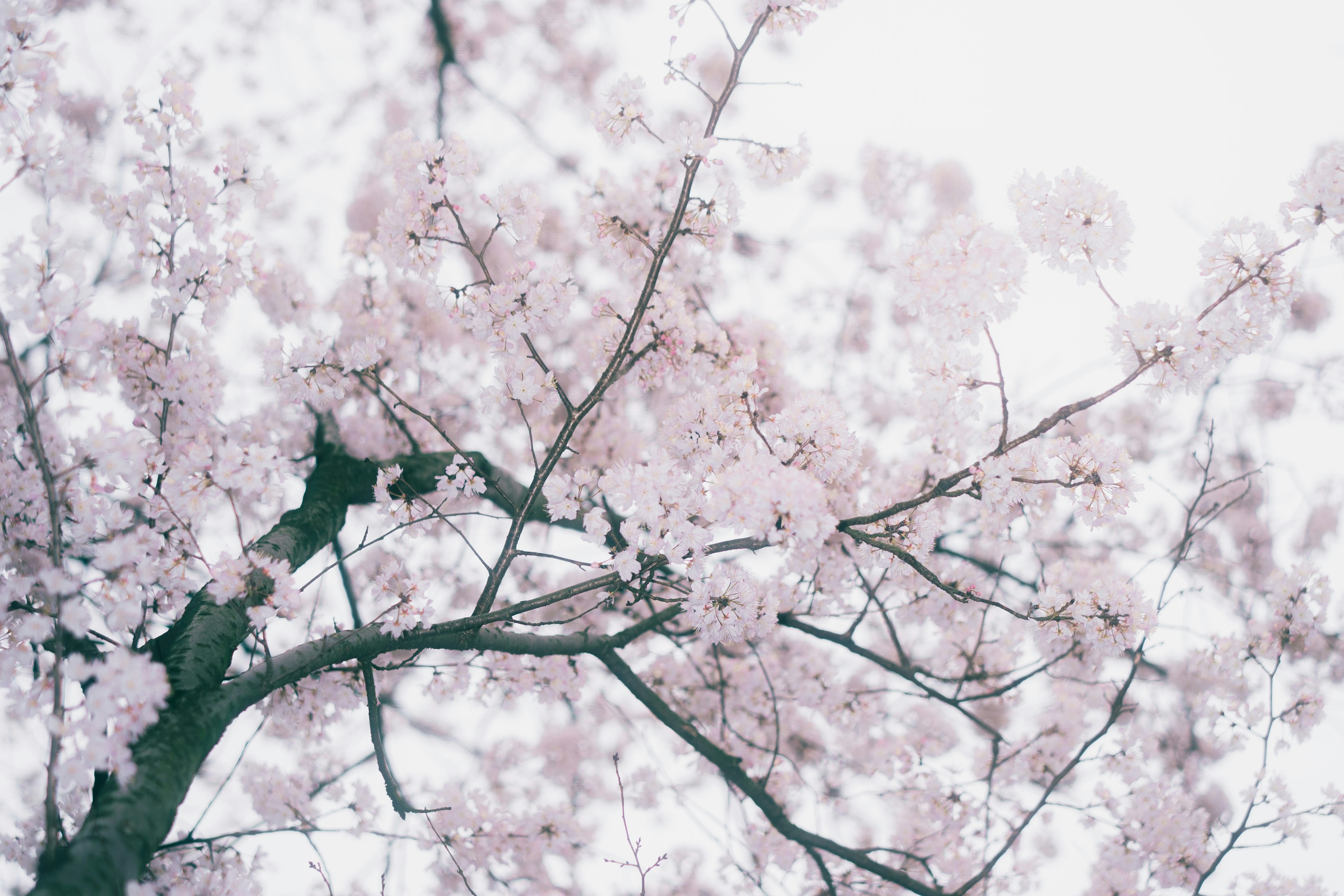 Photo by xiexianghua