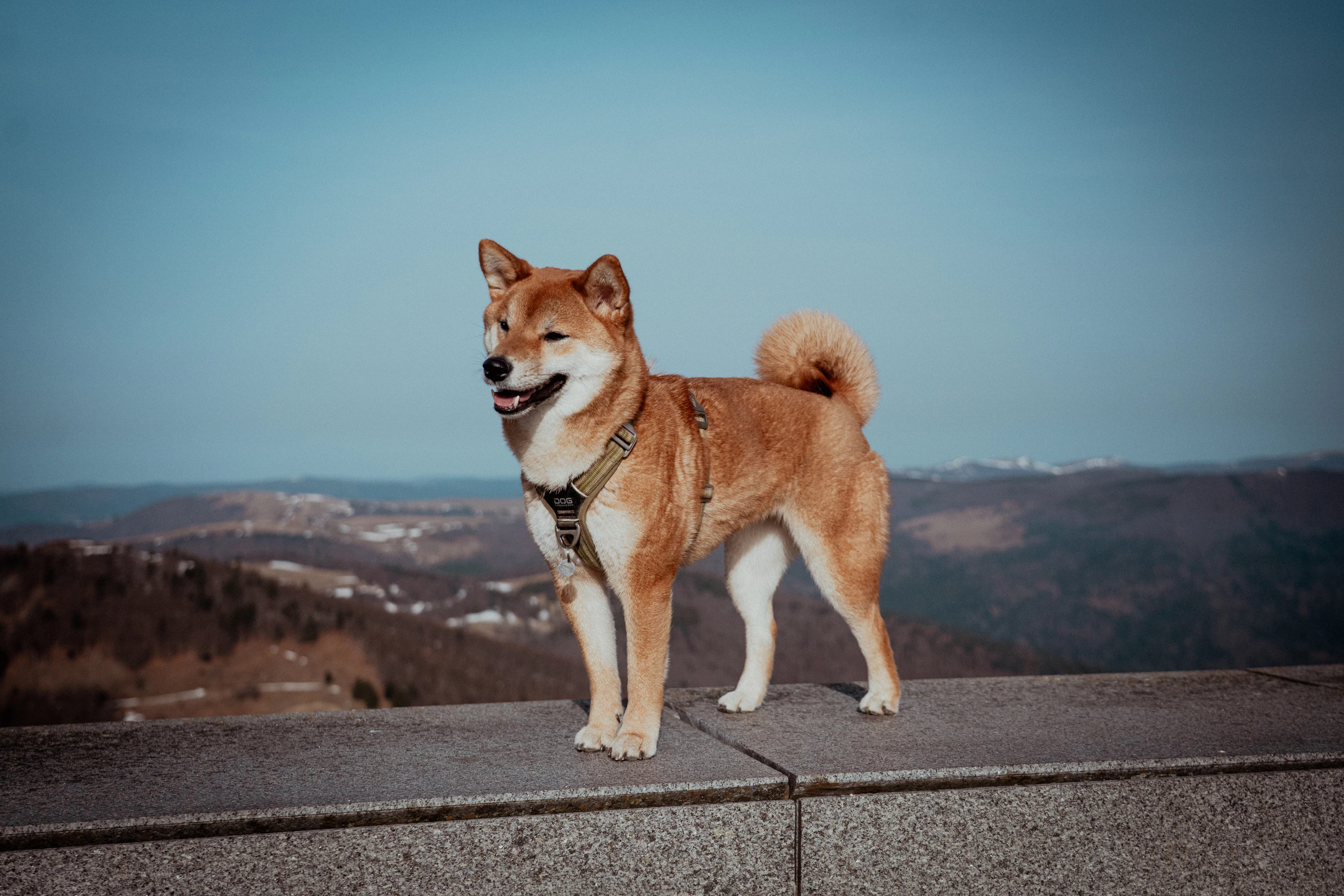 A Shiba Inu dog standing on a stone wall above hills