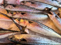 Tilapia Large
