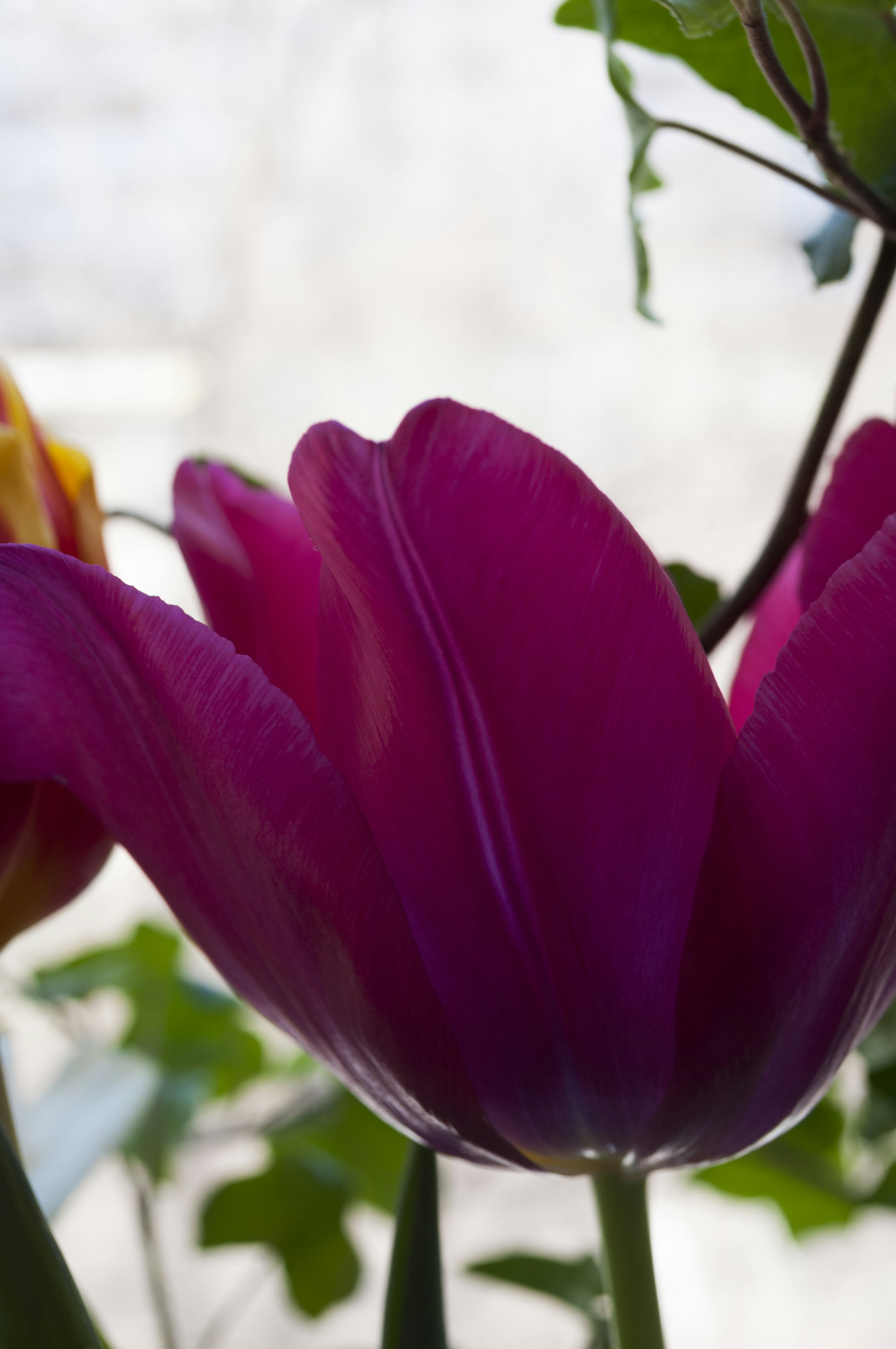 A close-up of a vibrant pink tulip with green leaves.