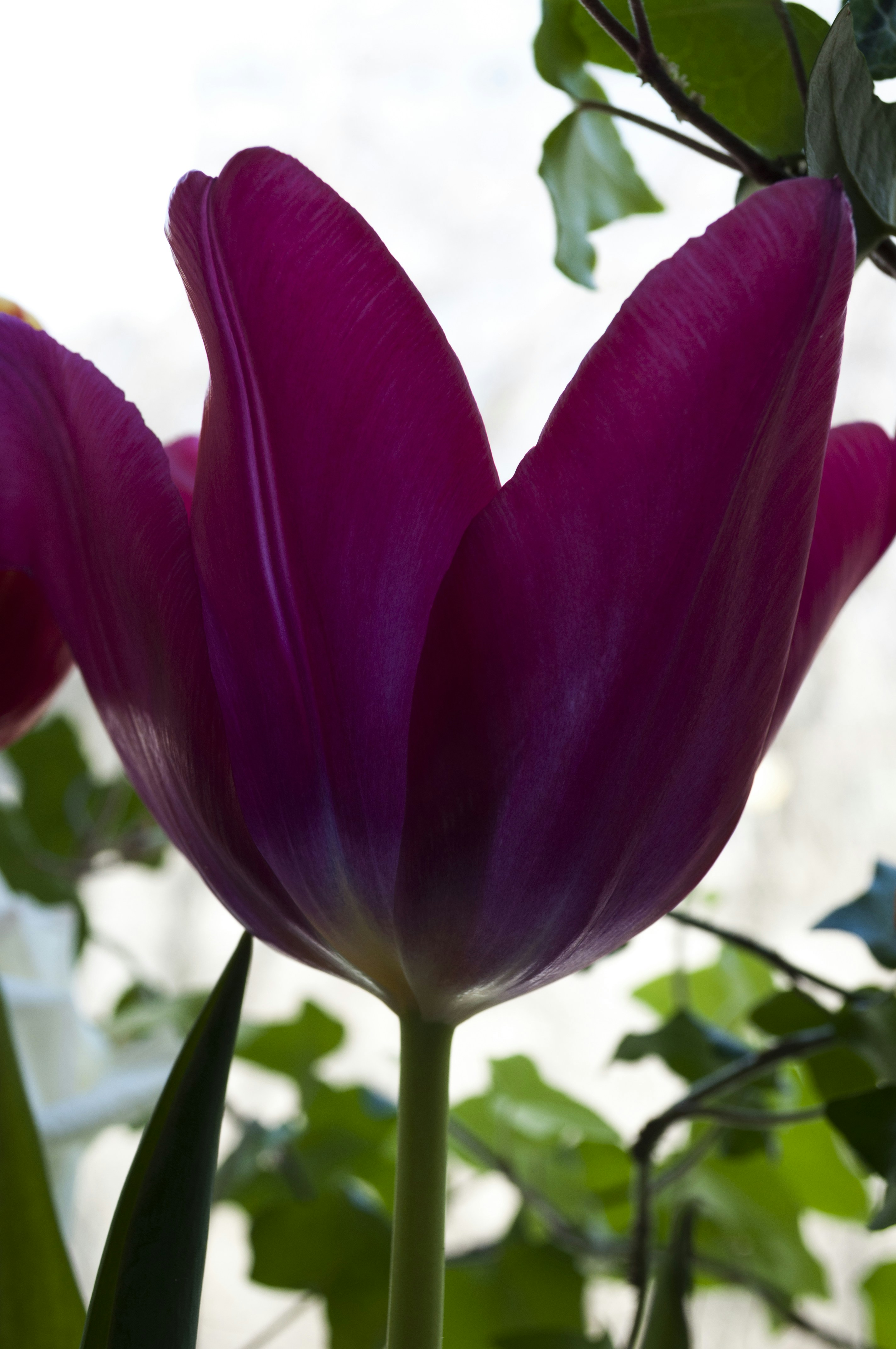 A close-up of a vibrant purple tulip with green leaves.