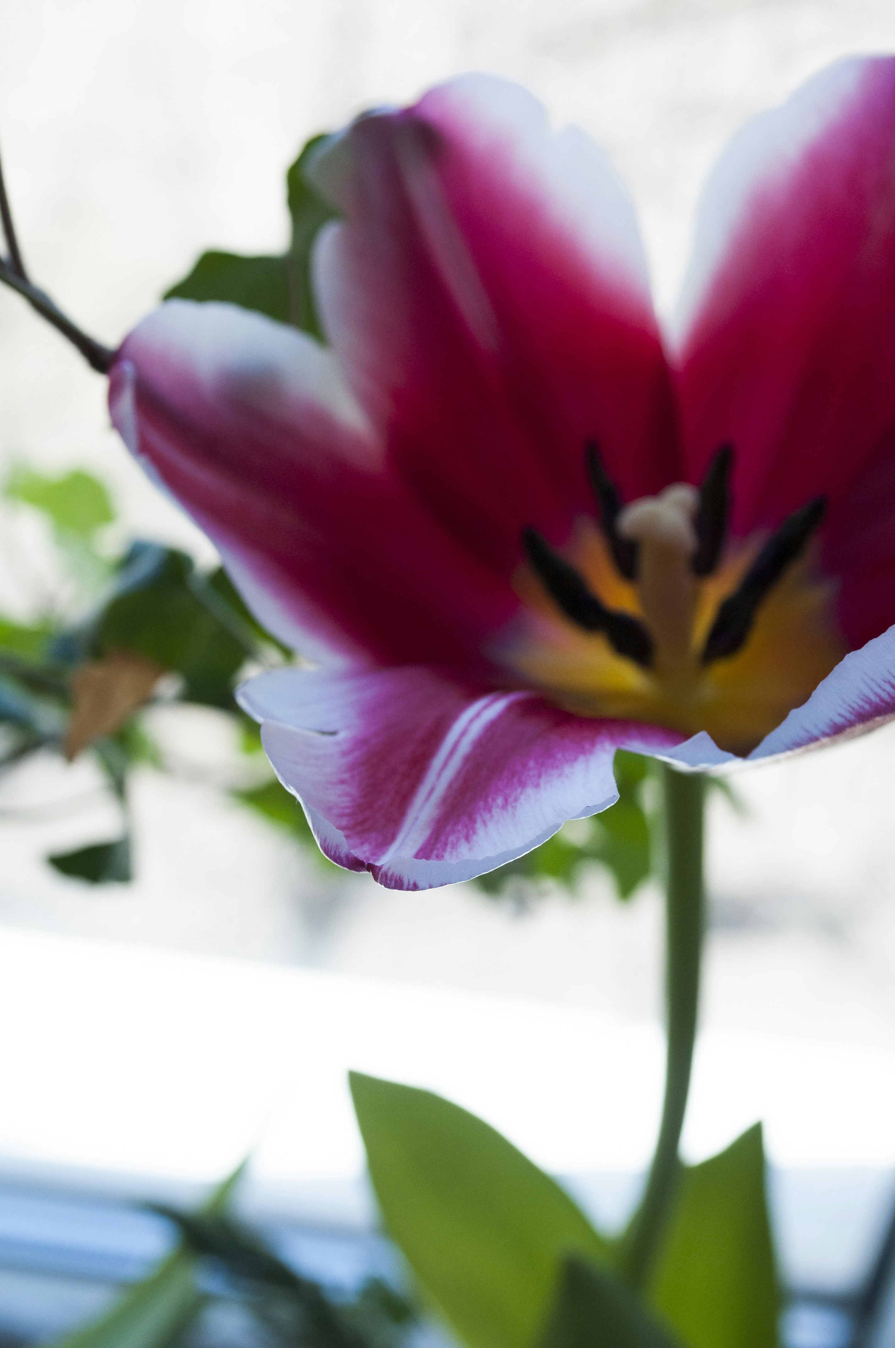 A close-up of a pink and white tulip flower.