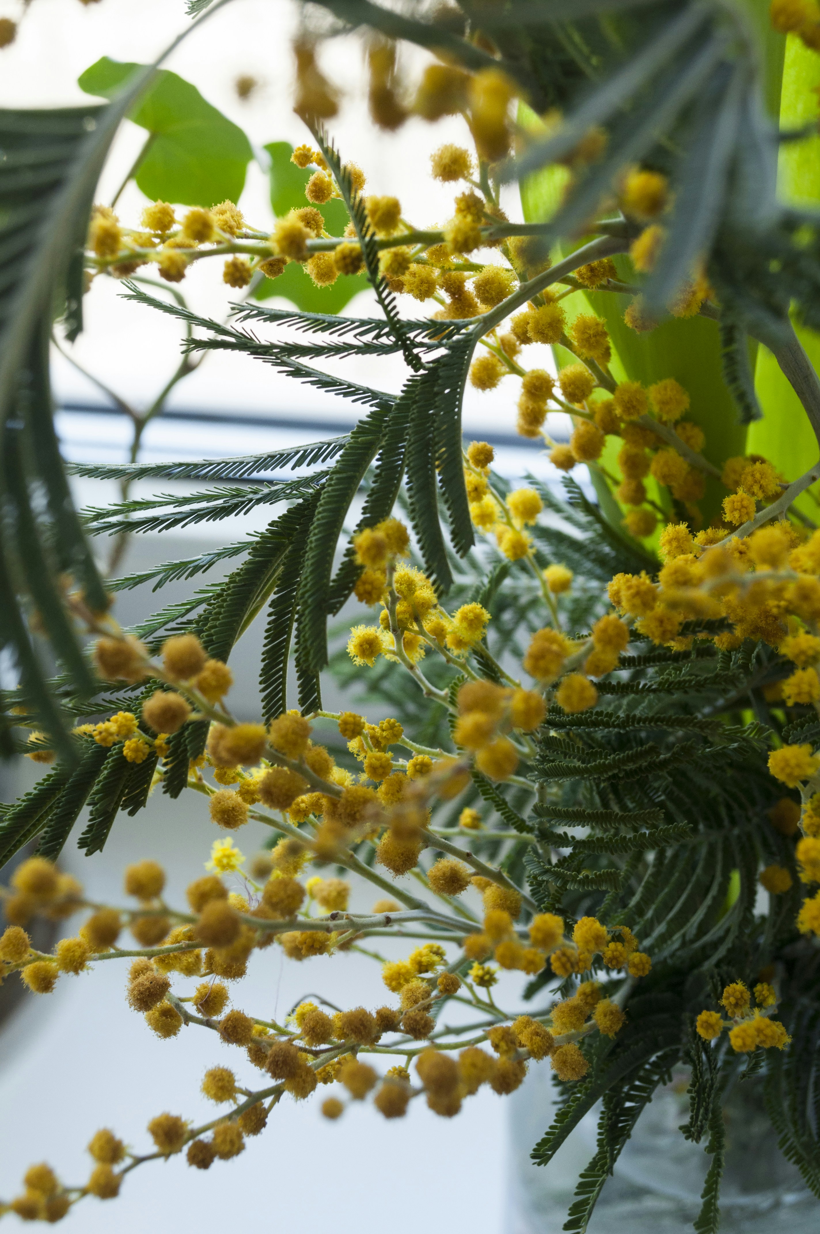 Yellow mimosa flowers with green foliage