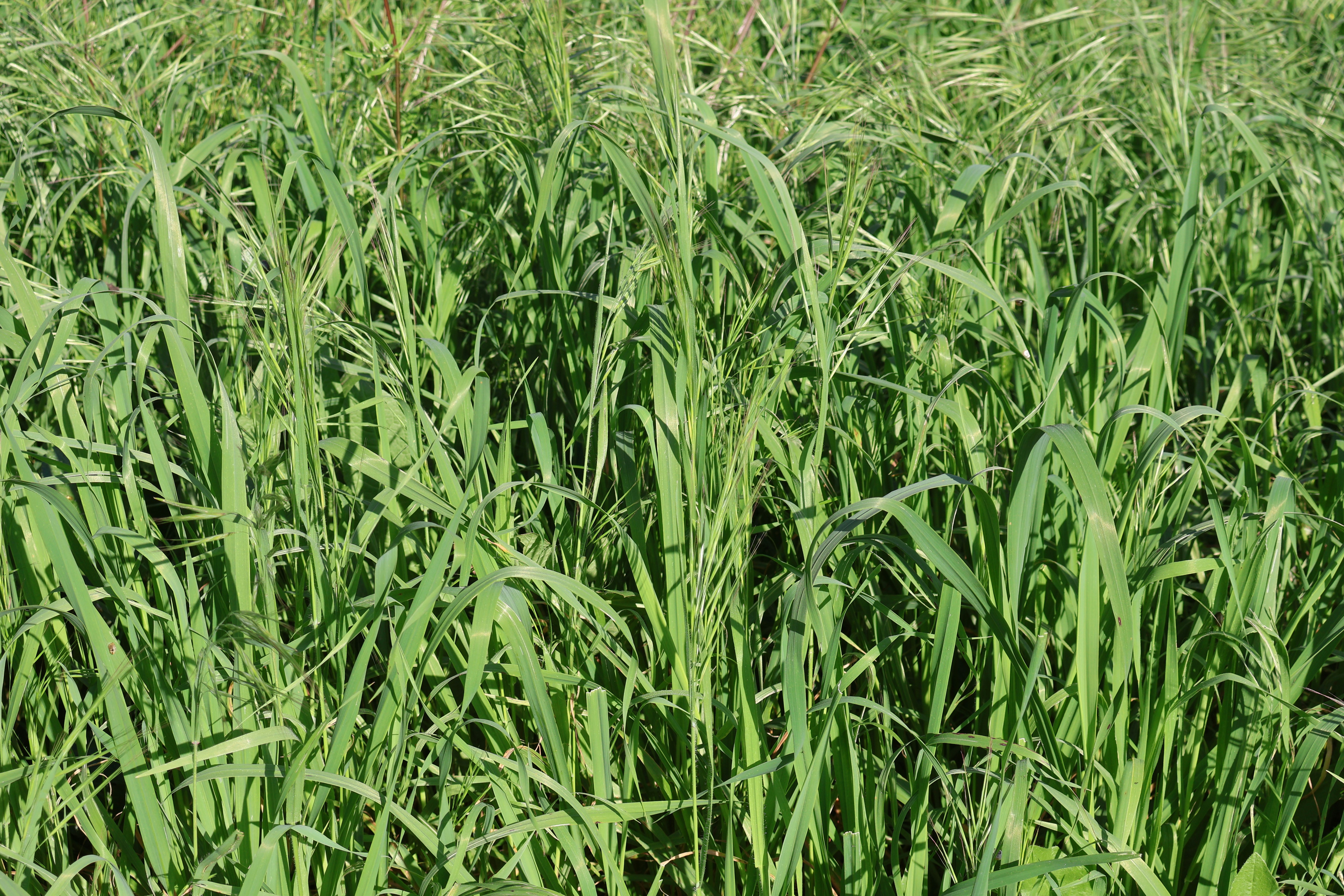 Photo by andreiacunha