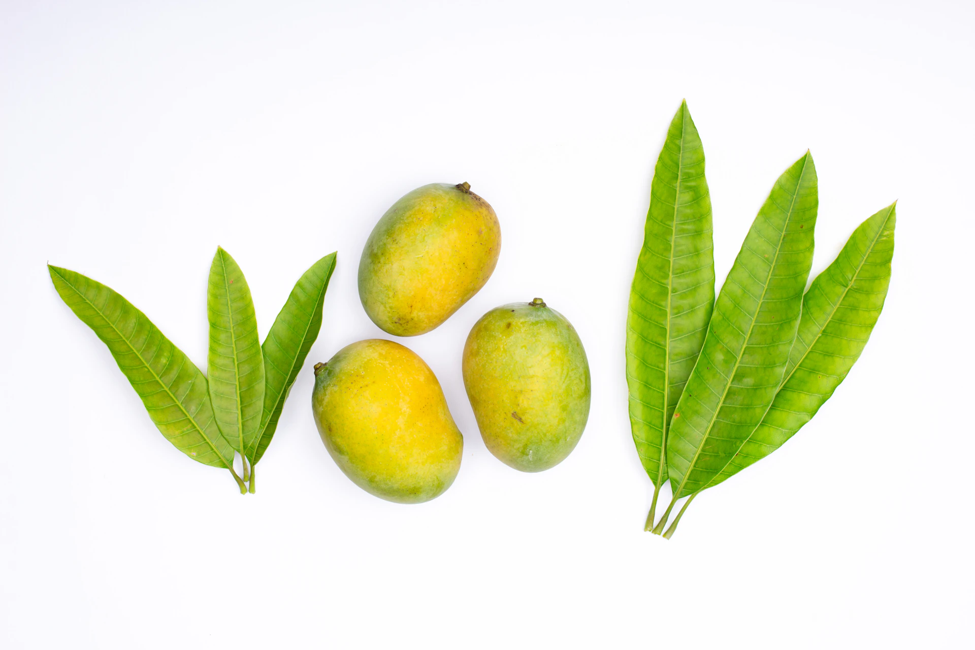 Three ripe mangoes with green leaves on white background