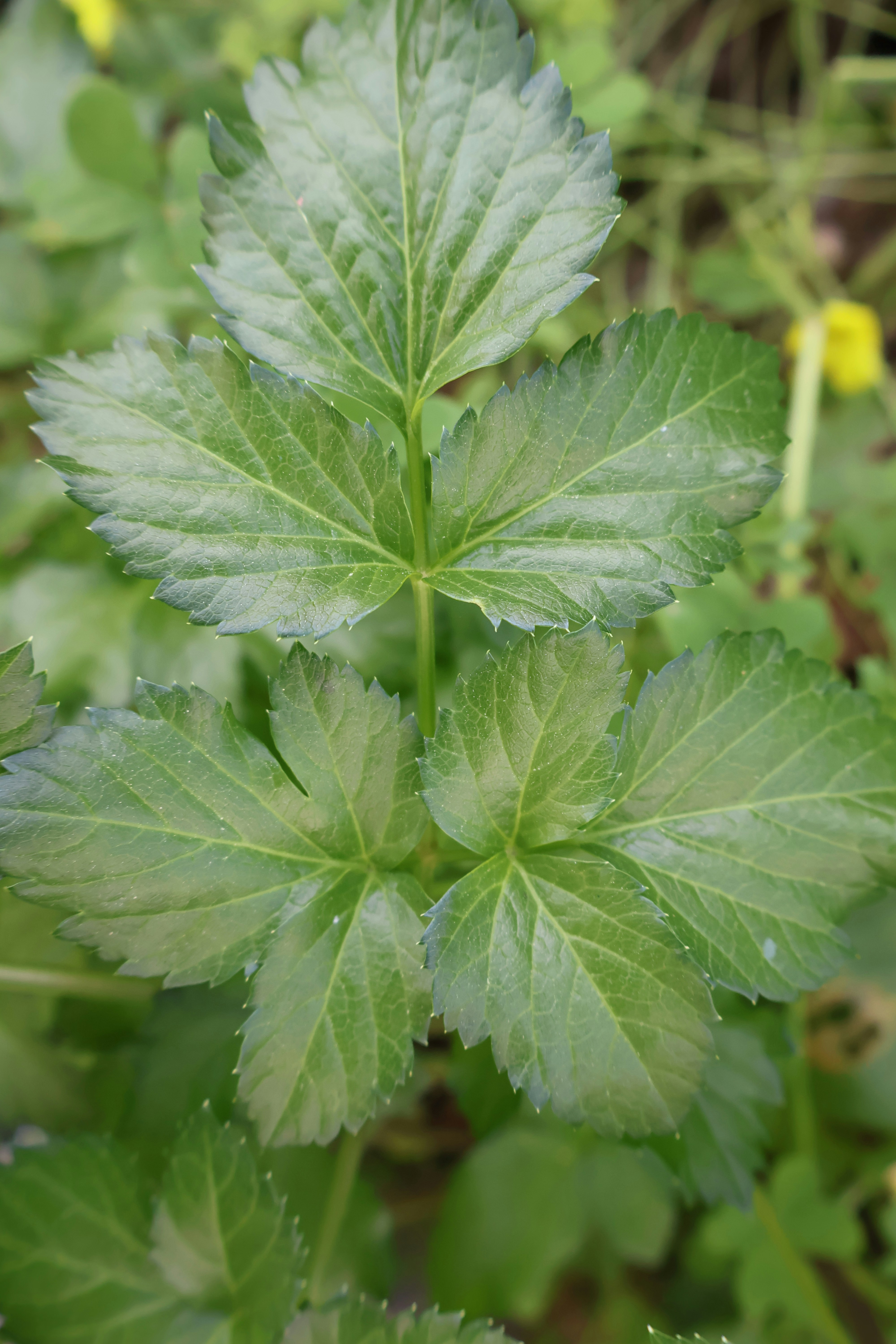 Photo by andreiacunha