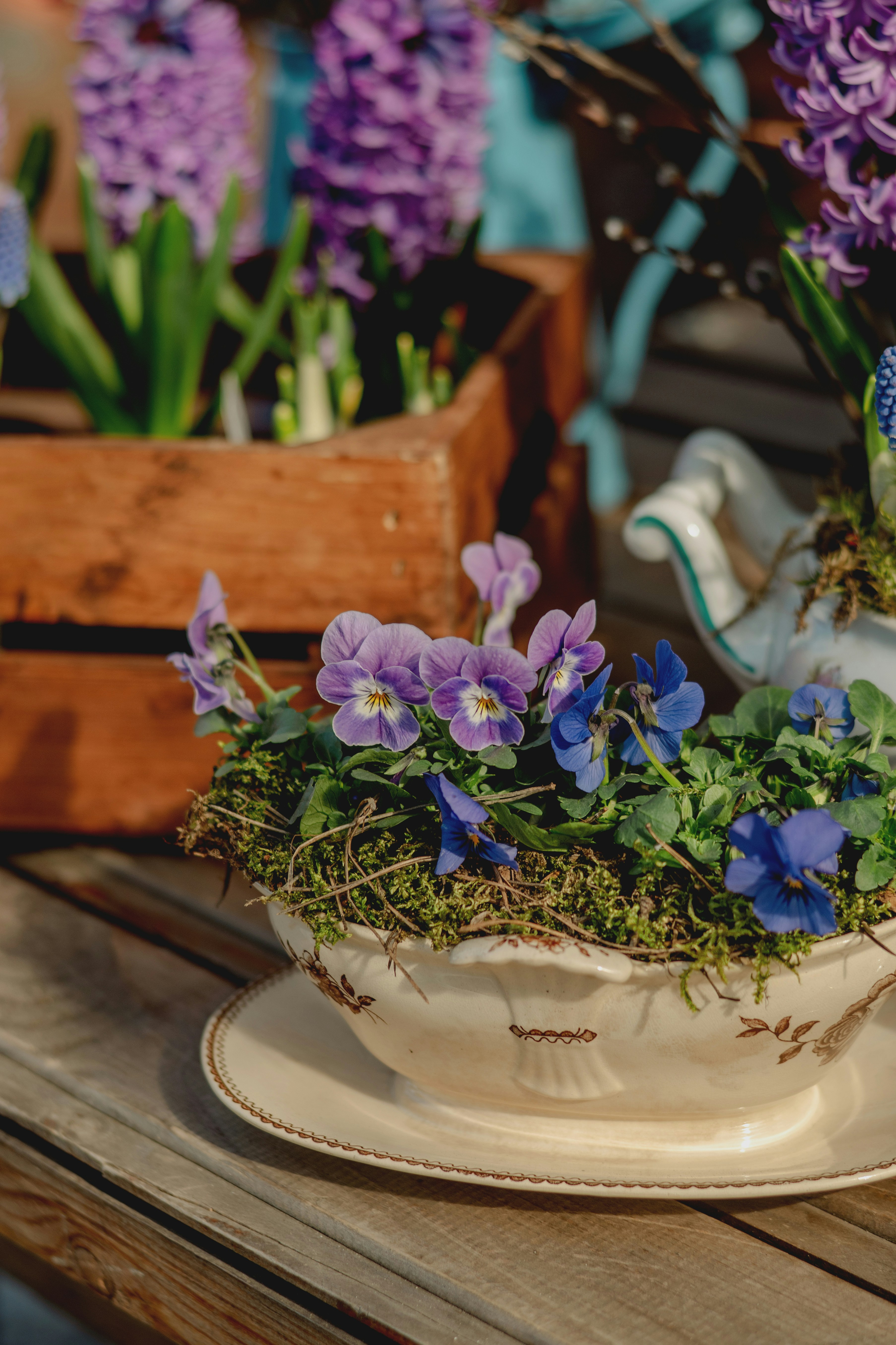 Pensamientos y jacintos morados en macetas decorativas