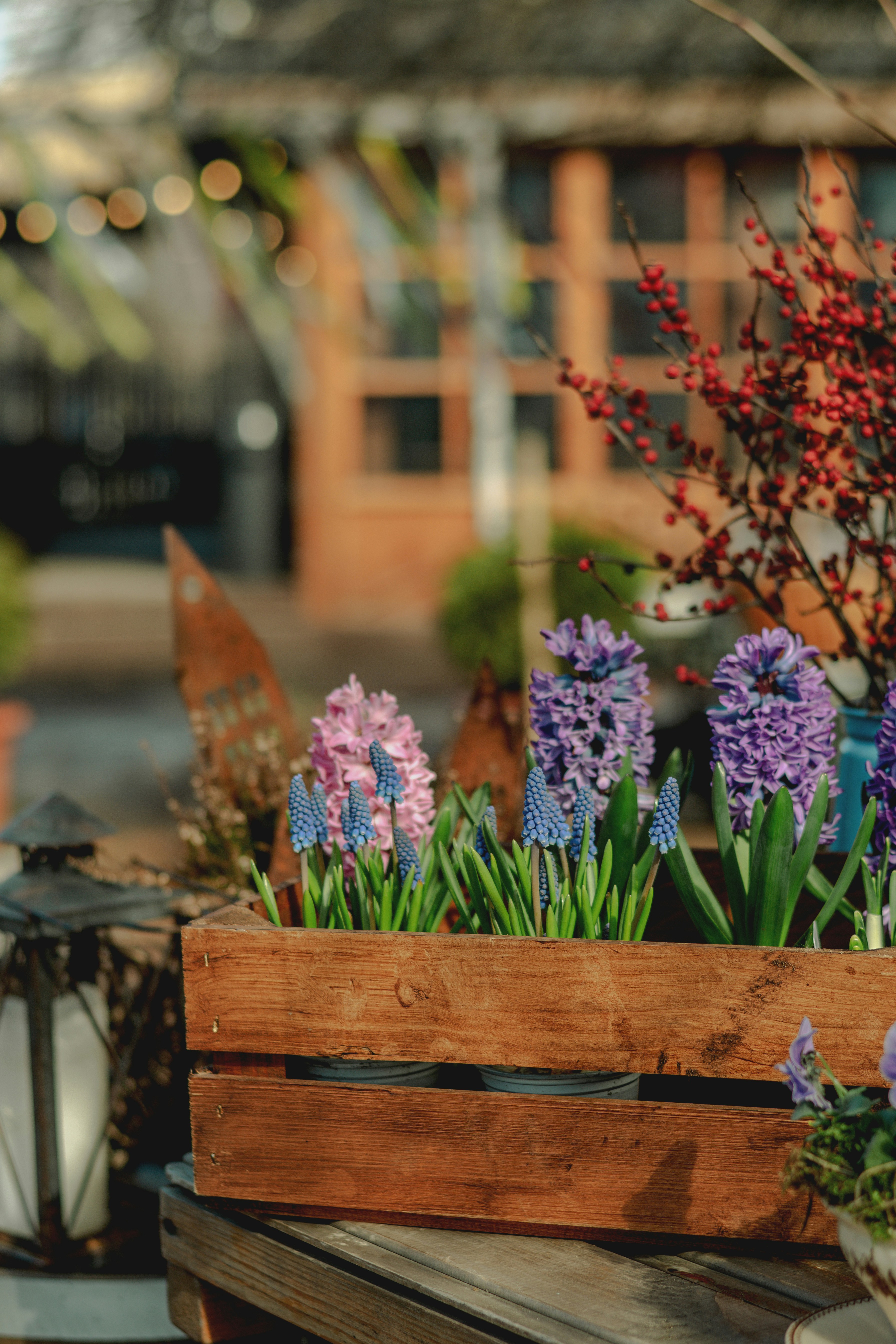 Caja de madera llena de jacintos en flor
