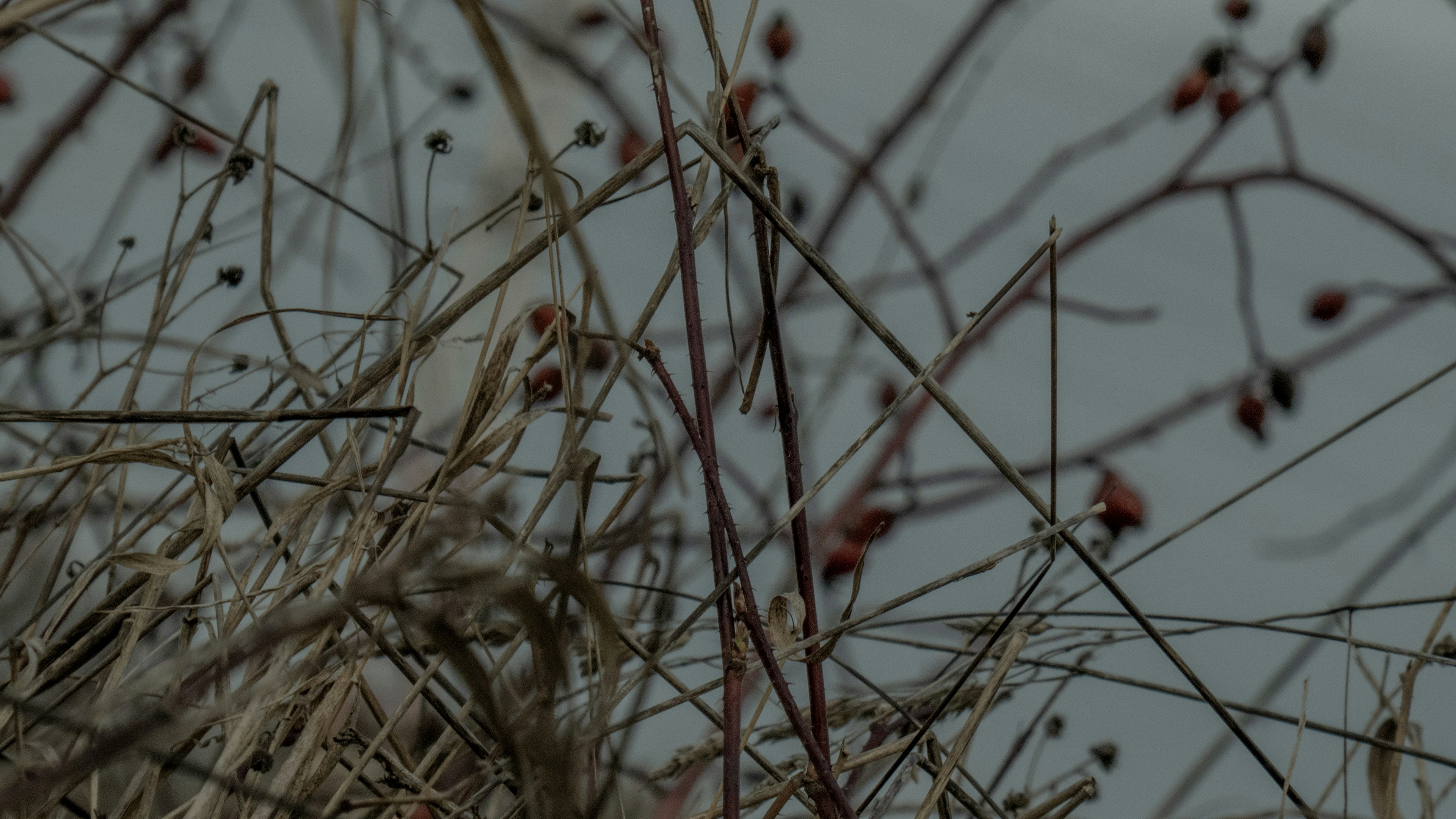 Photo by zdzieblowski