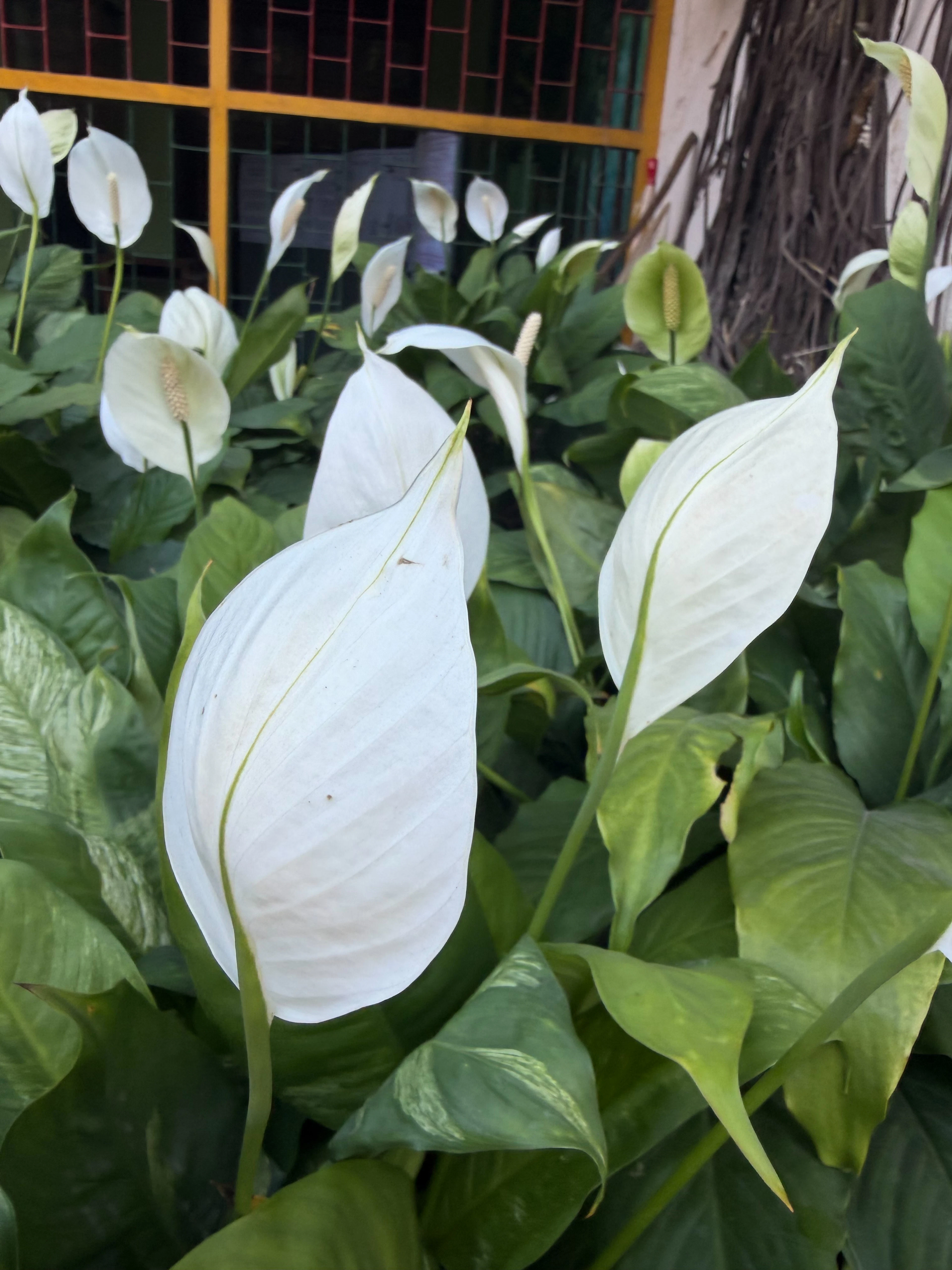 Cluster of white peace lilies