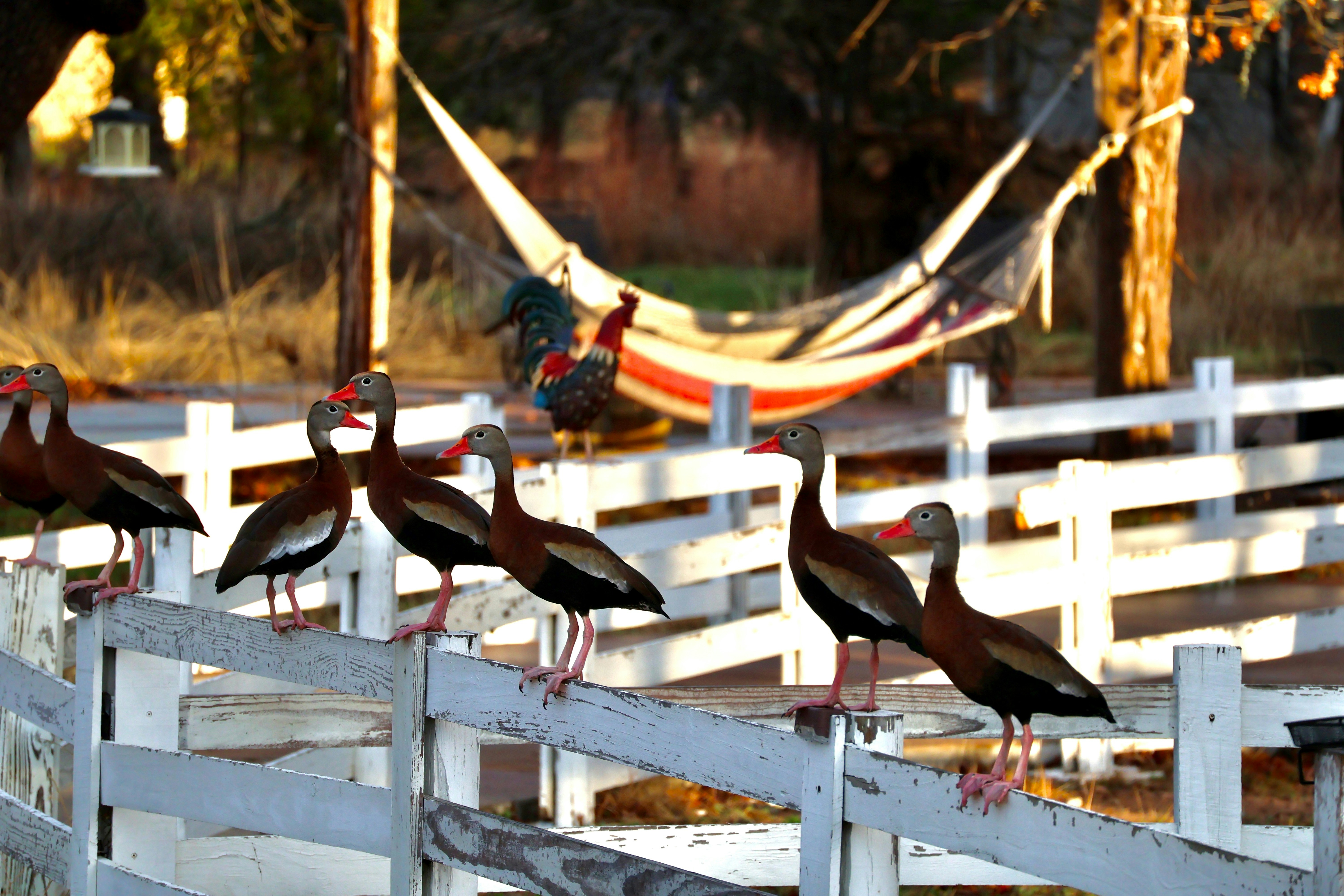 Ducks perched on a white fence with hammock behind
