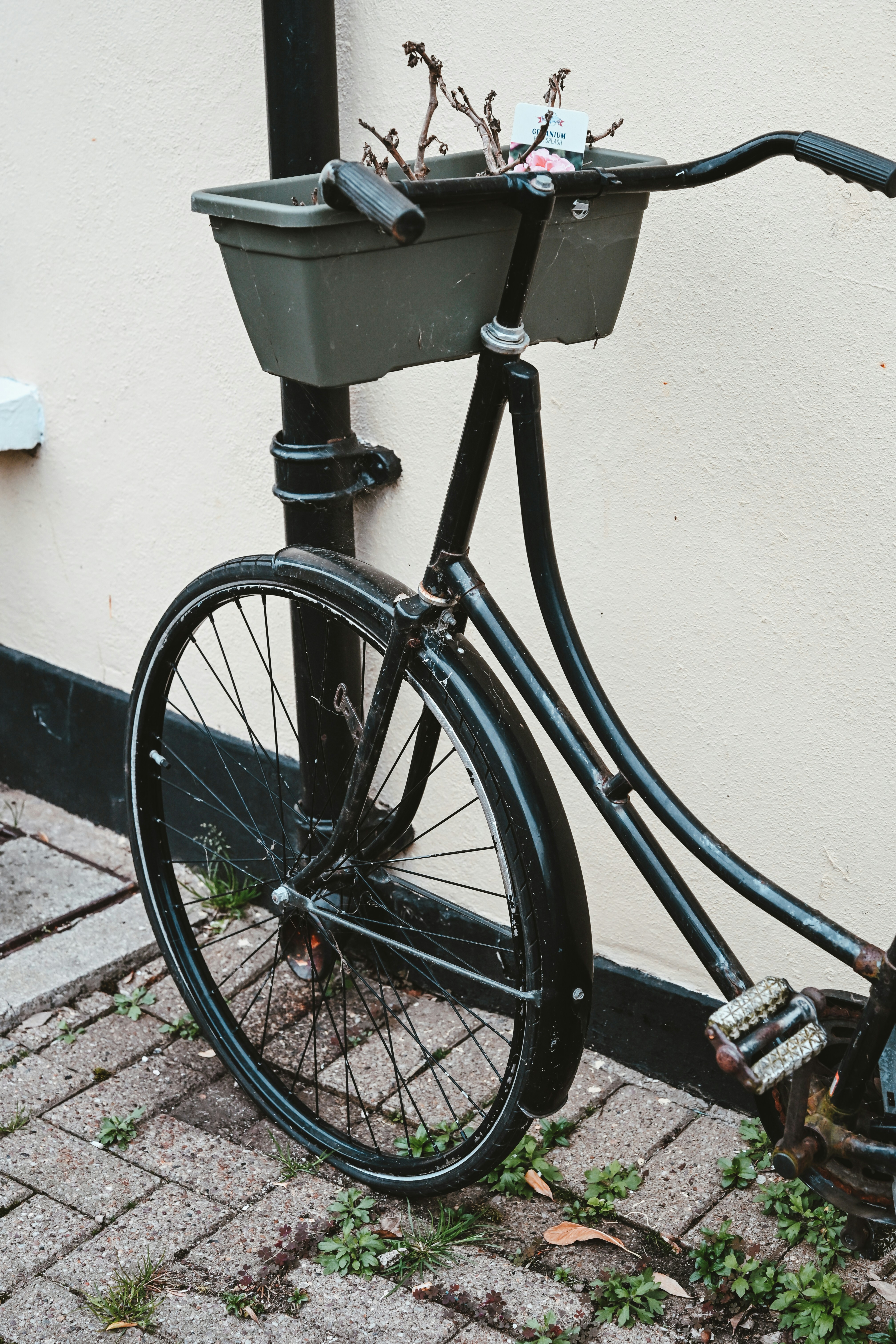 Black bicycle with a planter on handlebars