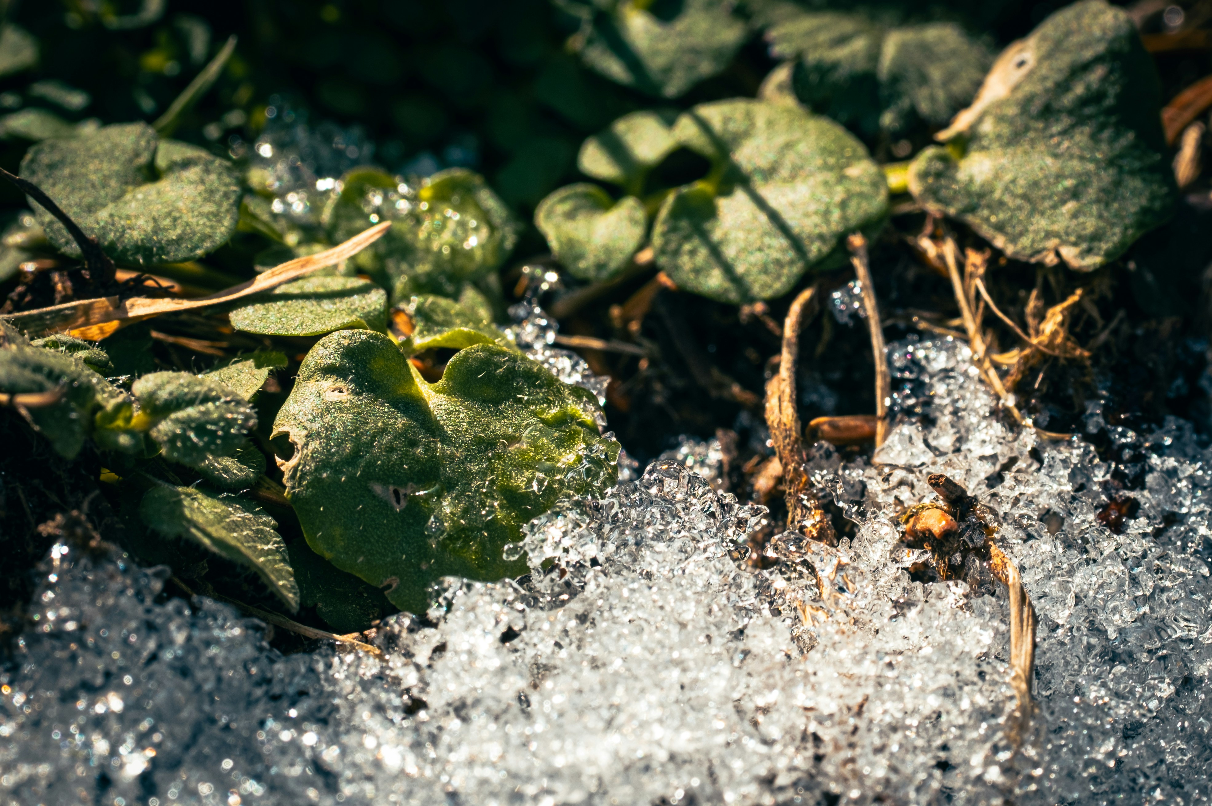 Foglie verdi con ghiaccio che si scioglie e gocce d'acqua