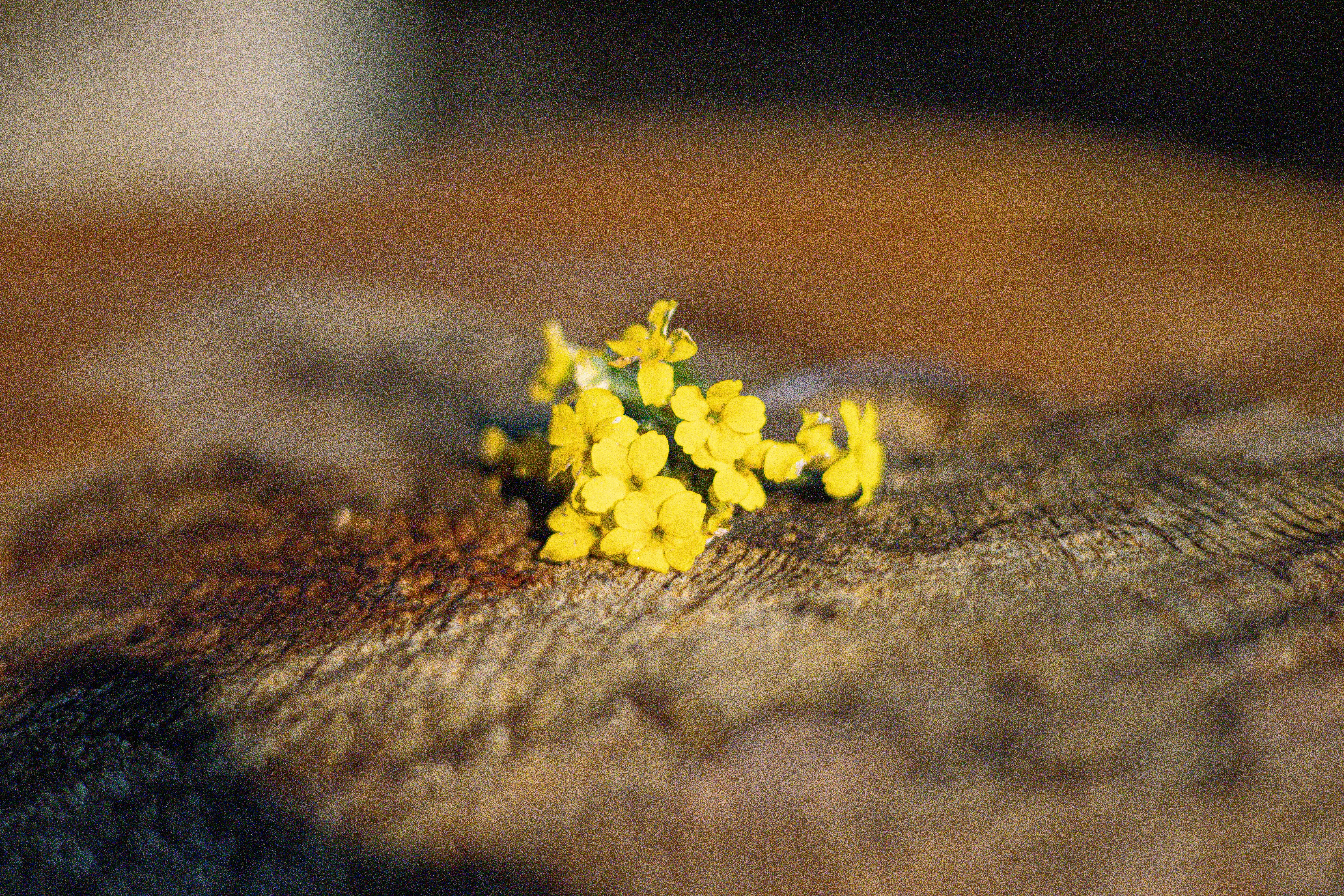 Pequeñas flores amarillas descansan sobre una superficie de madera