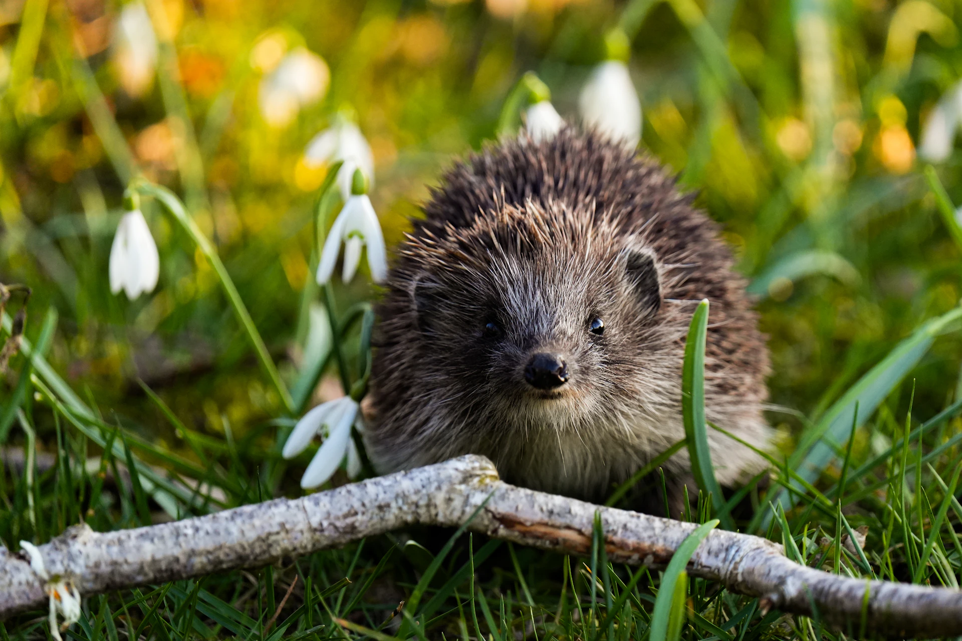 A small hedgehog sits in green grass with snowdrops.
