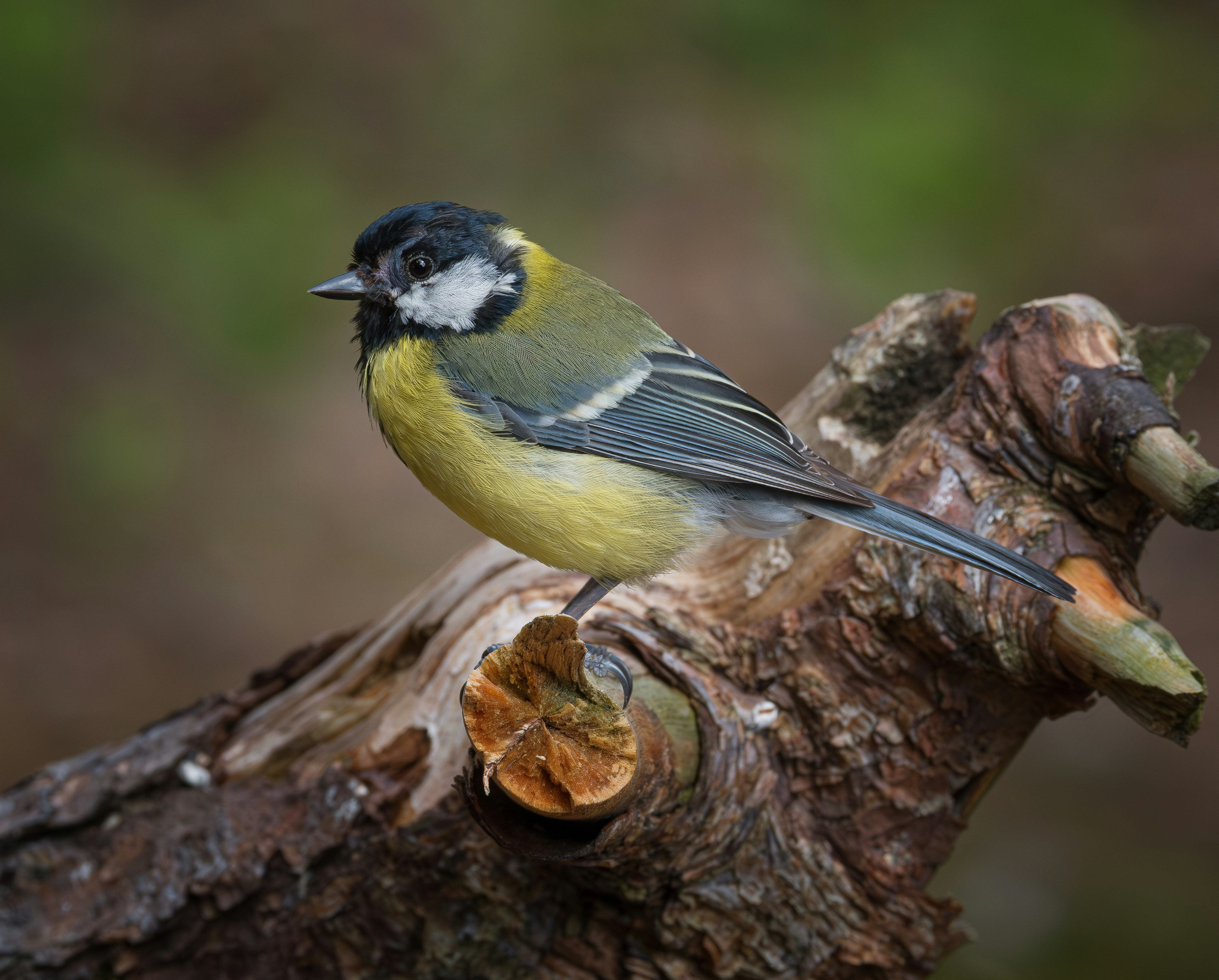 Photo by philrobson100