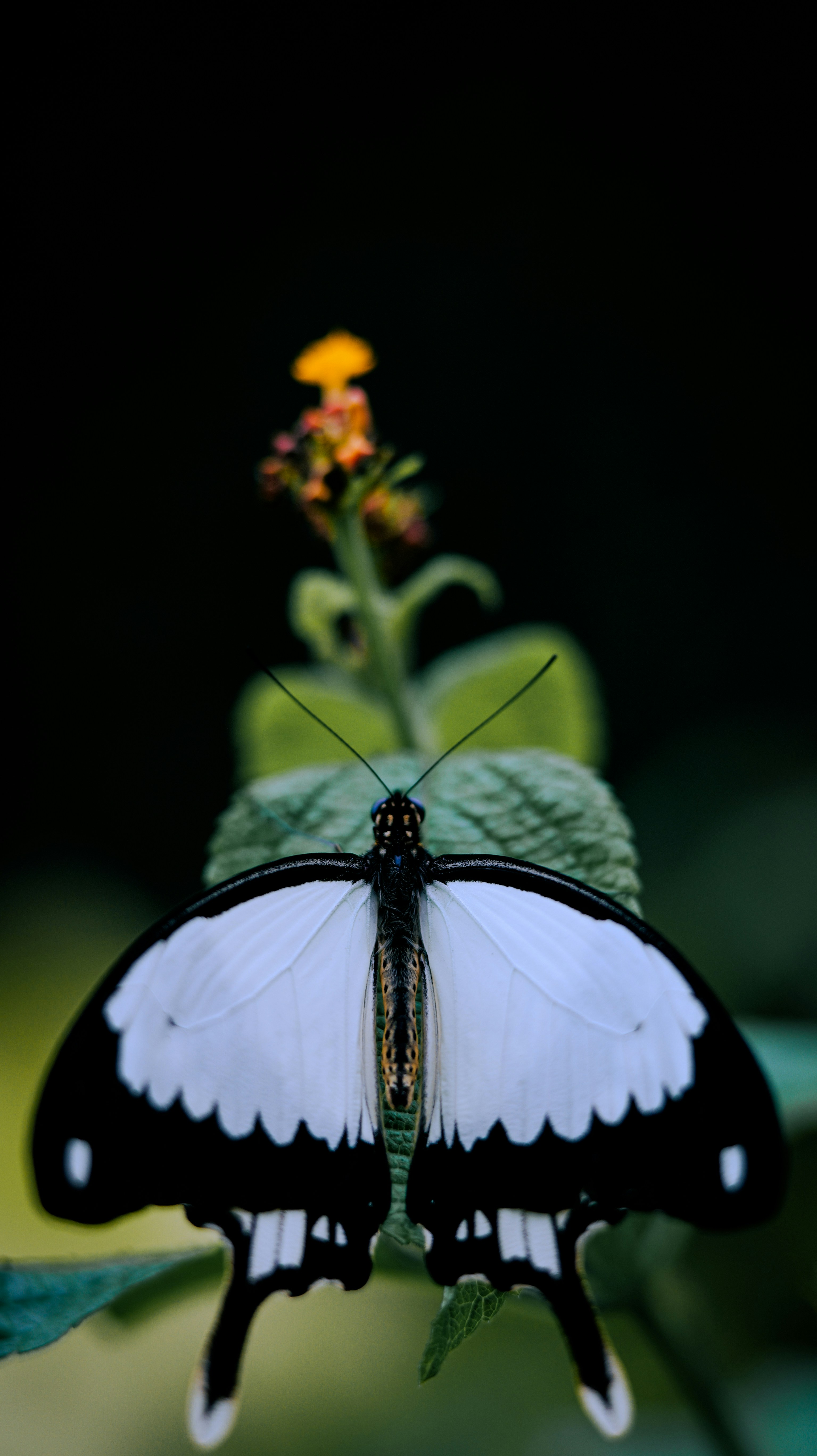 A black and white butterfly rests on a green leaf.