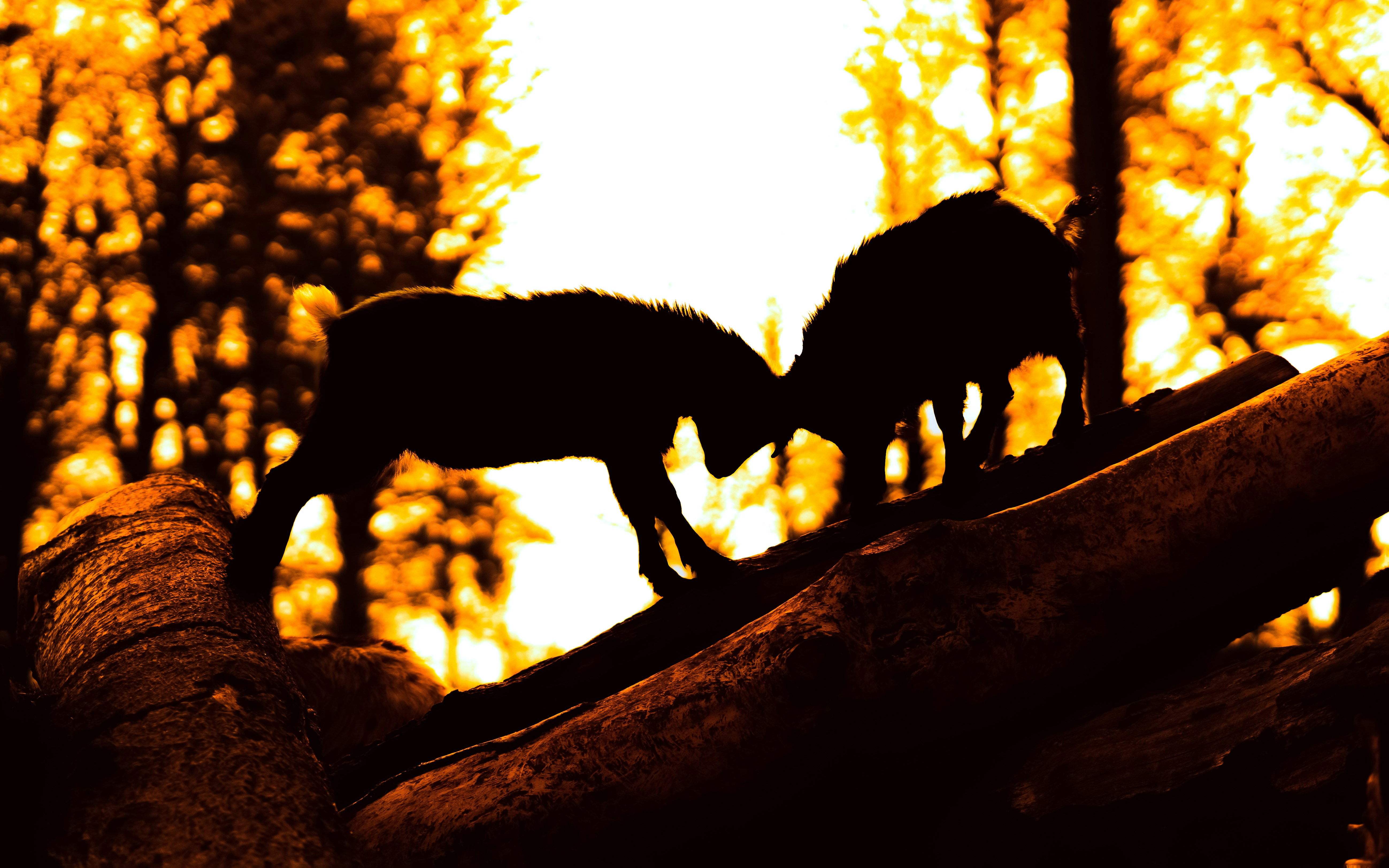 Thorengruppen dominerar – sjätte raka guldet säkrat med bravur!