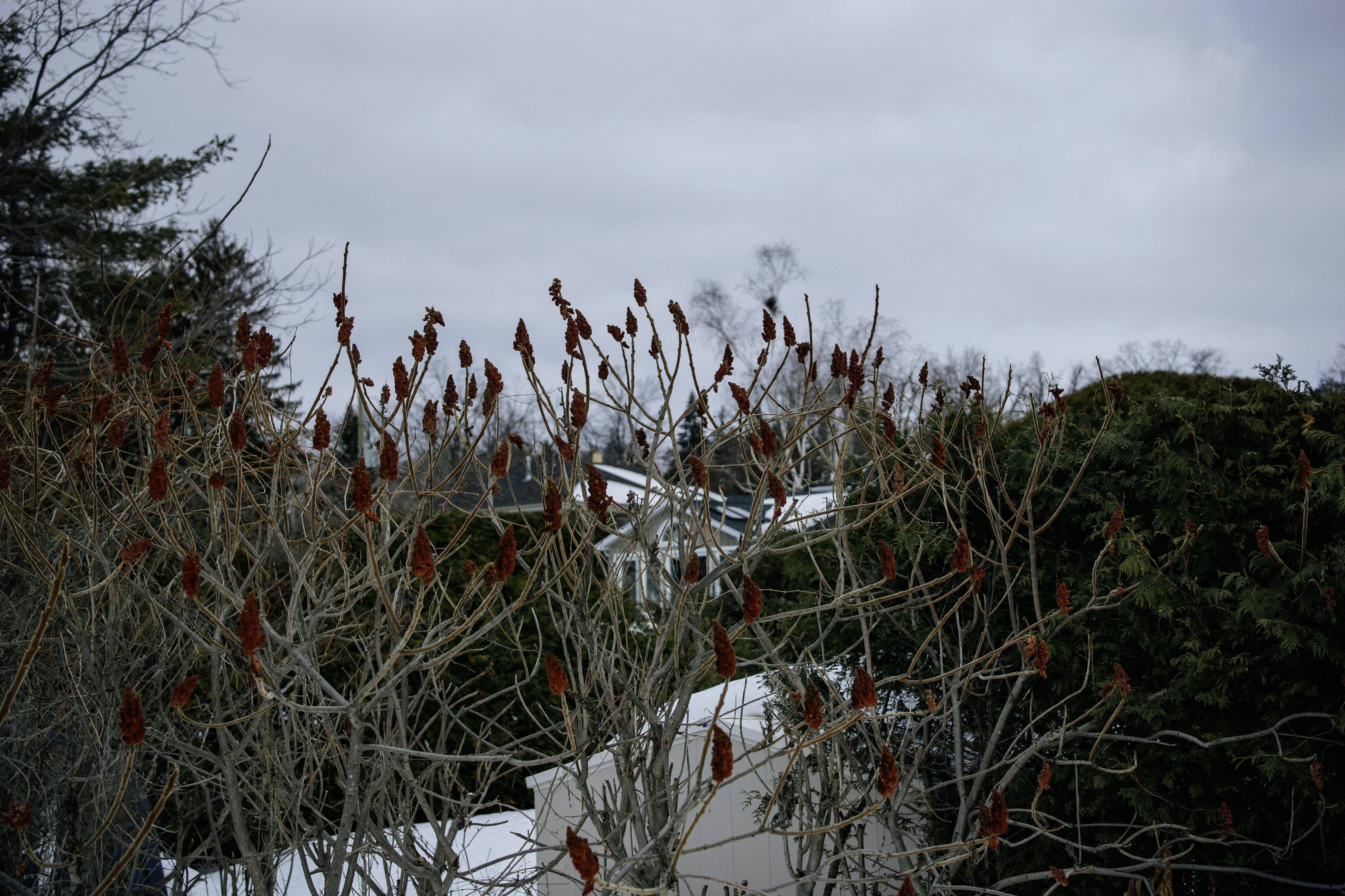 Bare branches with red seed pods in winter