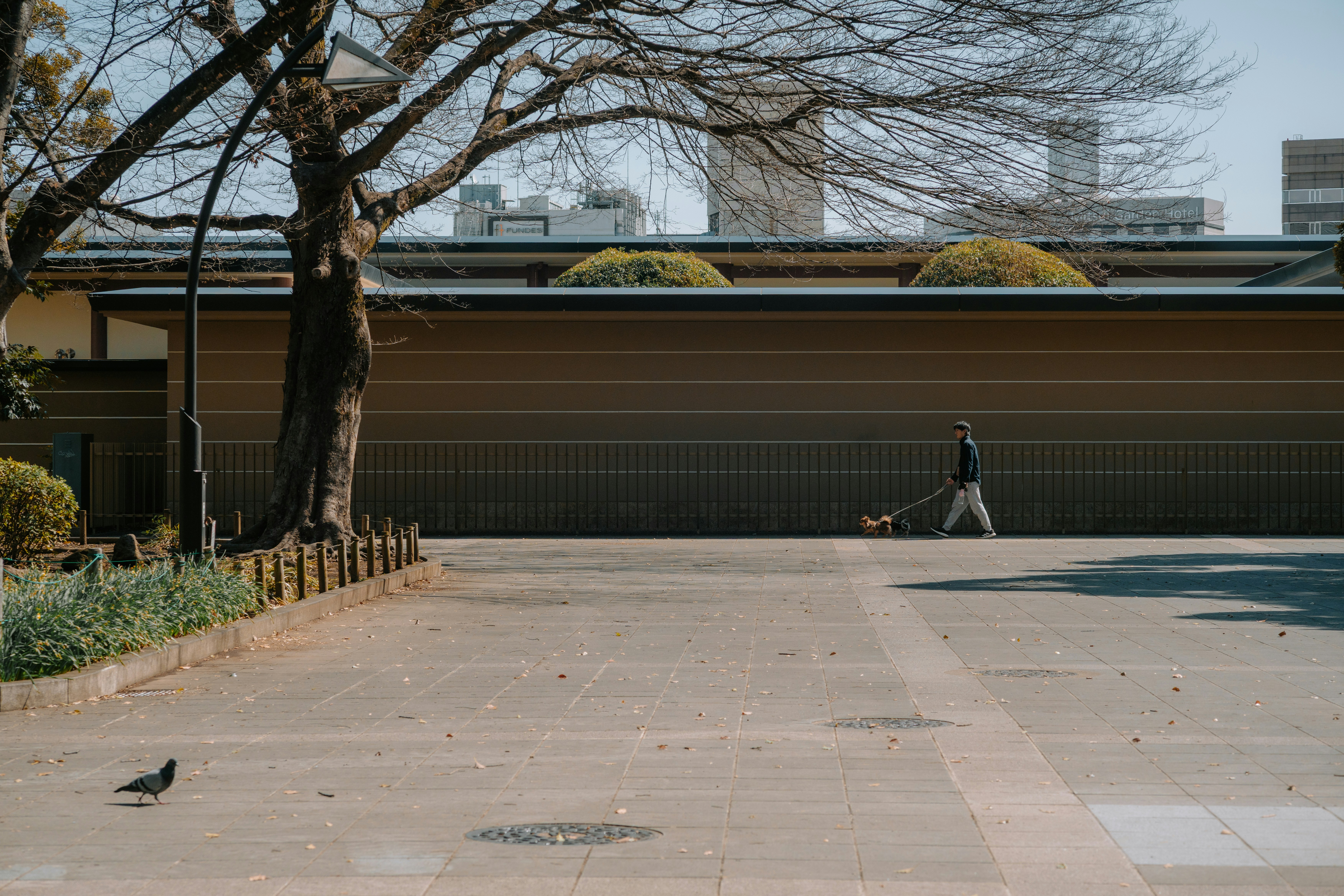 Person walking a dog on a paved path with trees.
