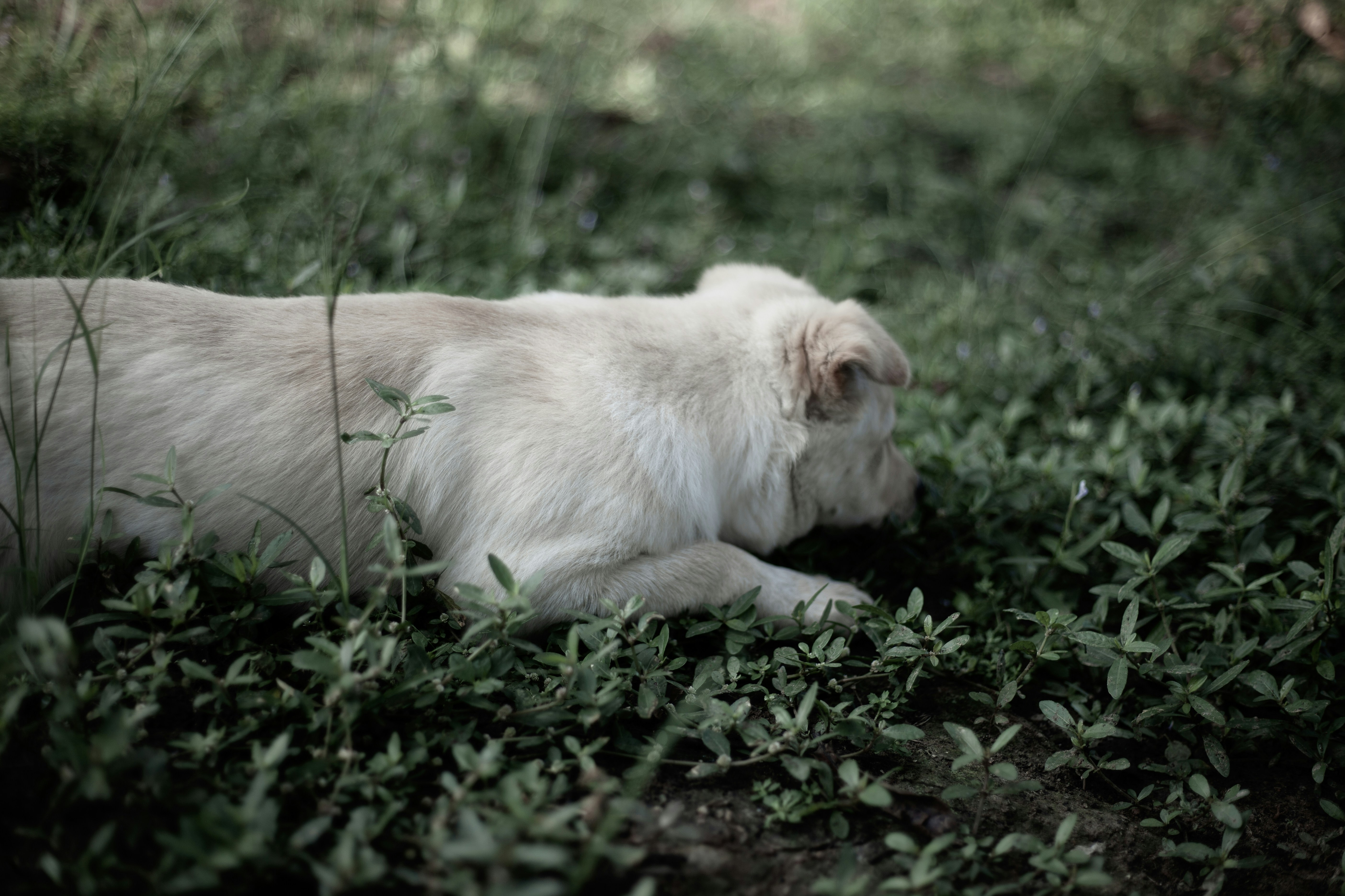 A light-colored dog lies in green grass.