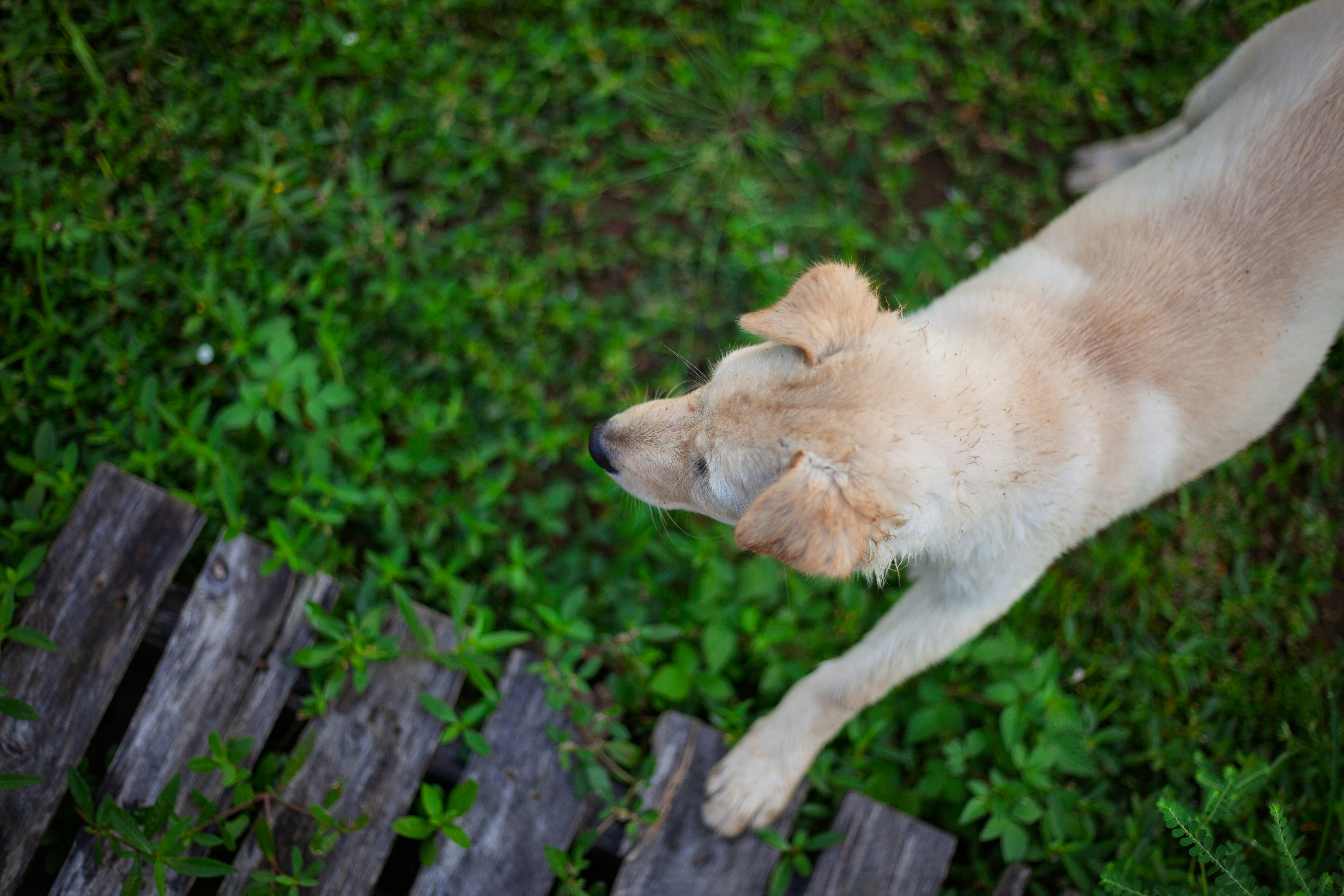 Ein hellfarbiger Hund steht auf Gras nahe einem Holzzaun.