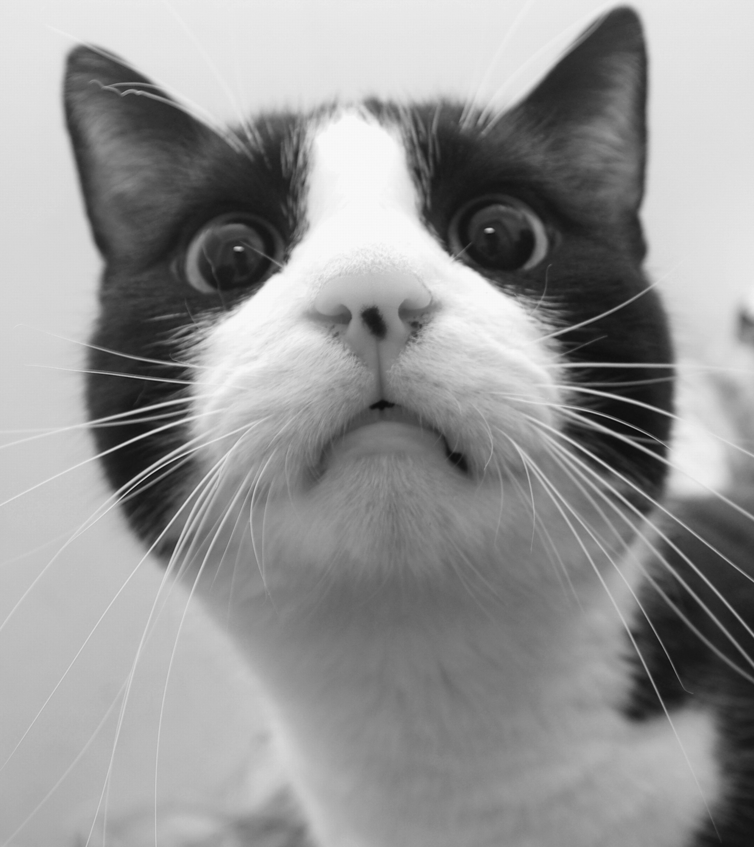 Photo by nikodemus777