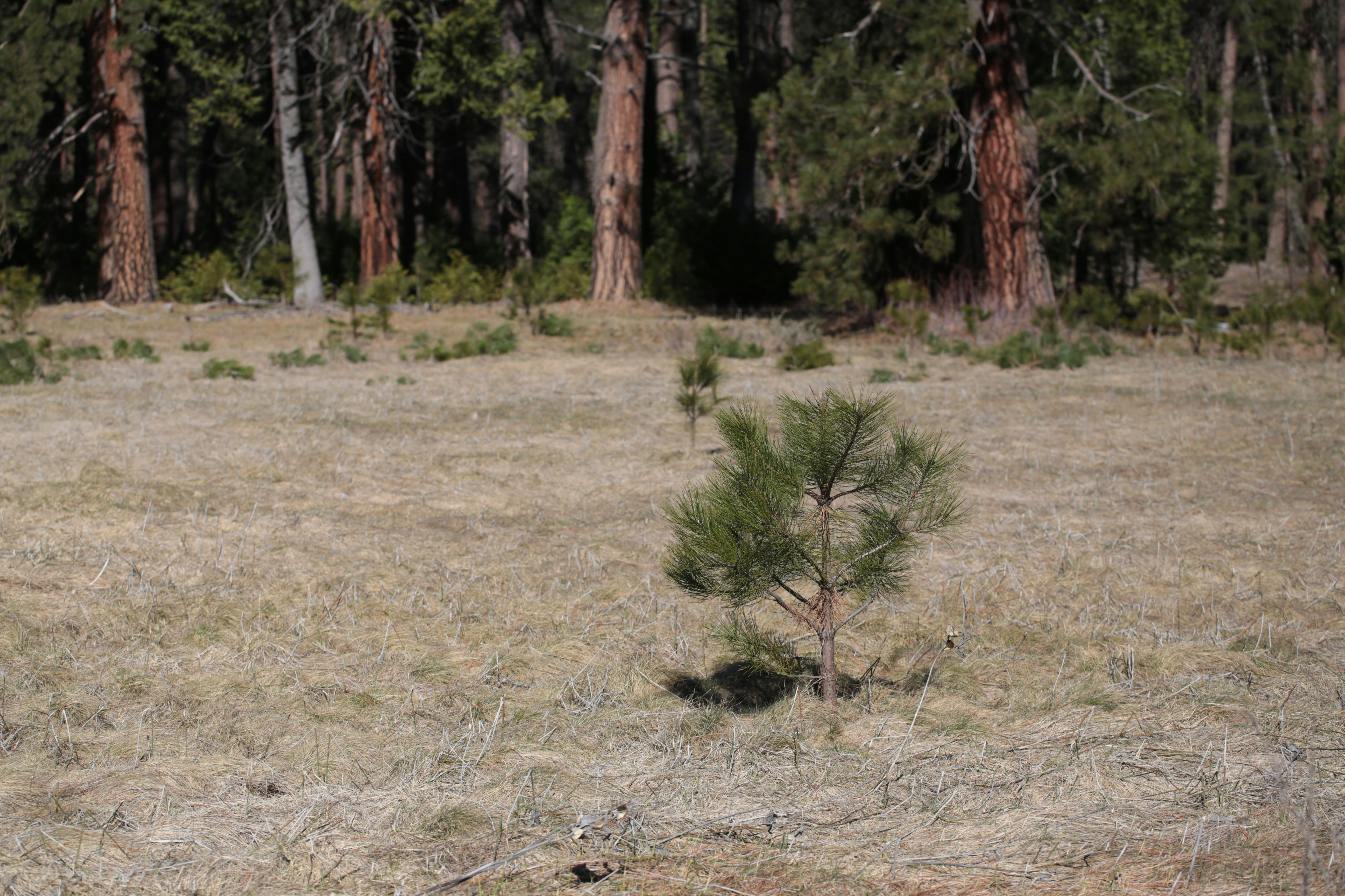 A small pine tree in a dry grassy field.