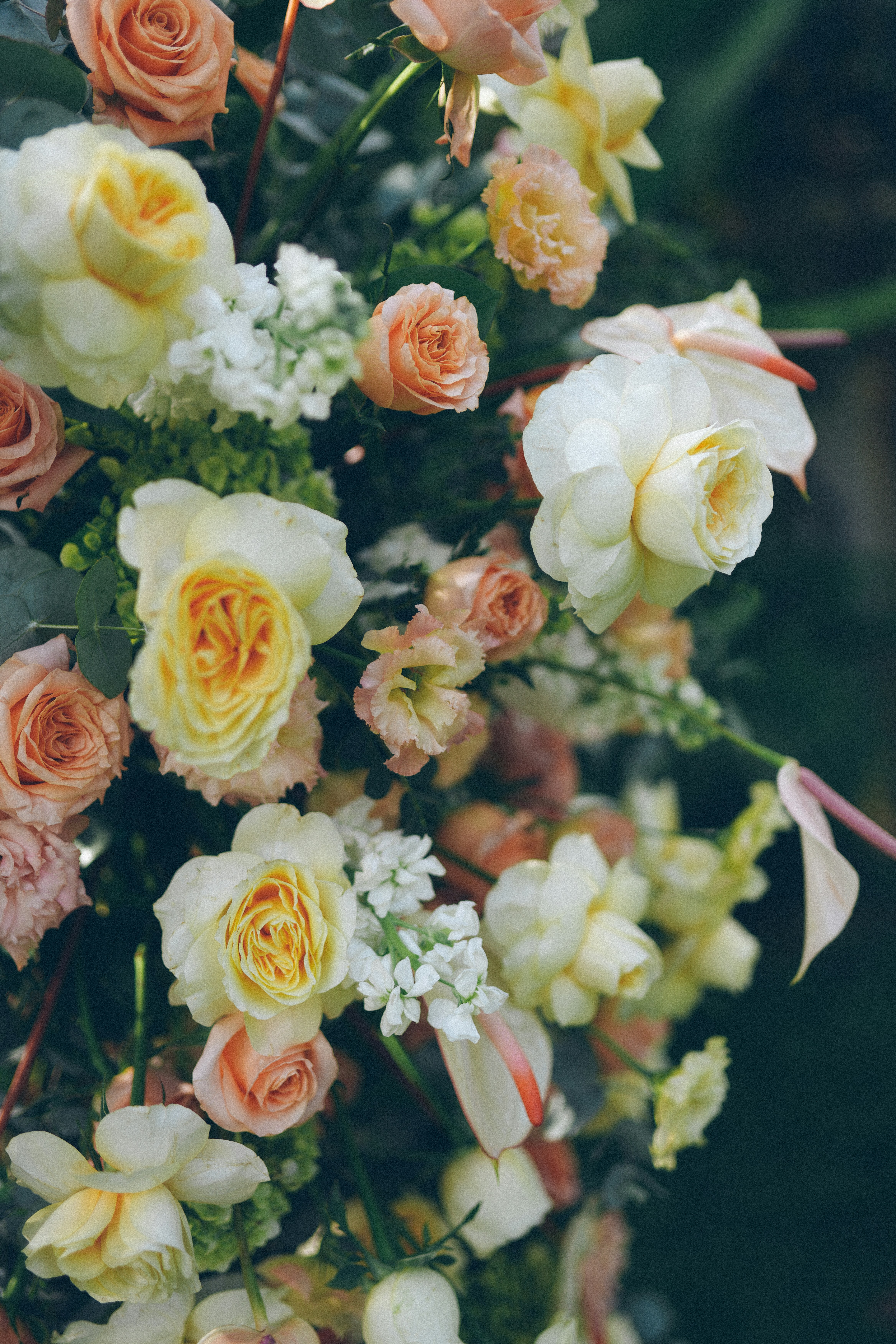 Photo by hoianphotographer