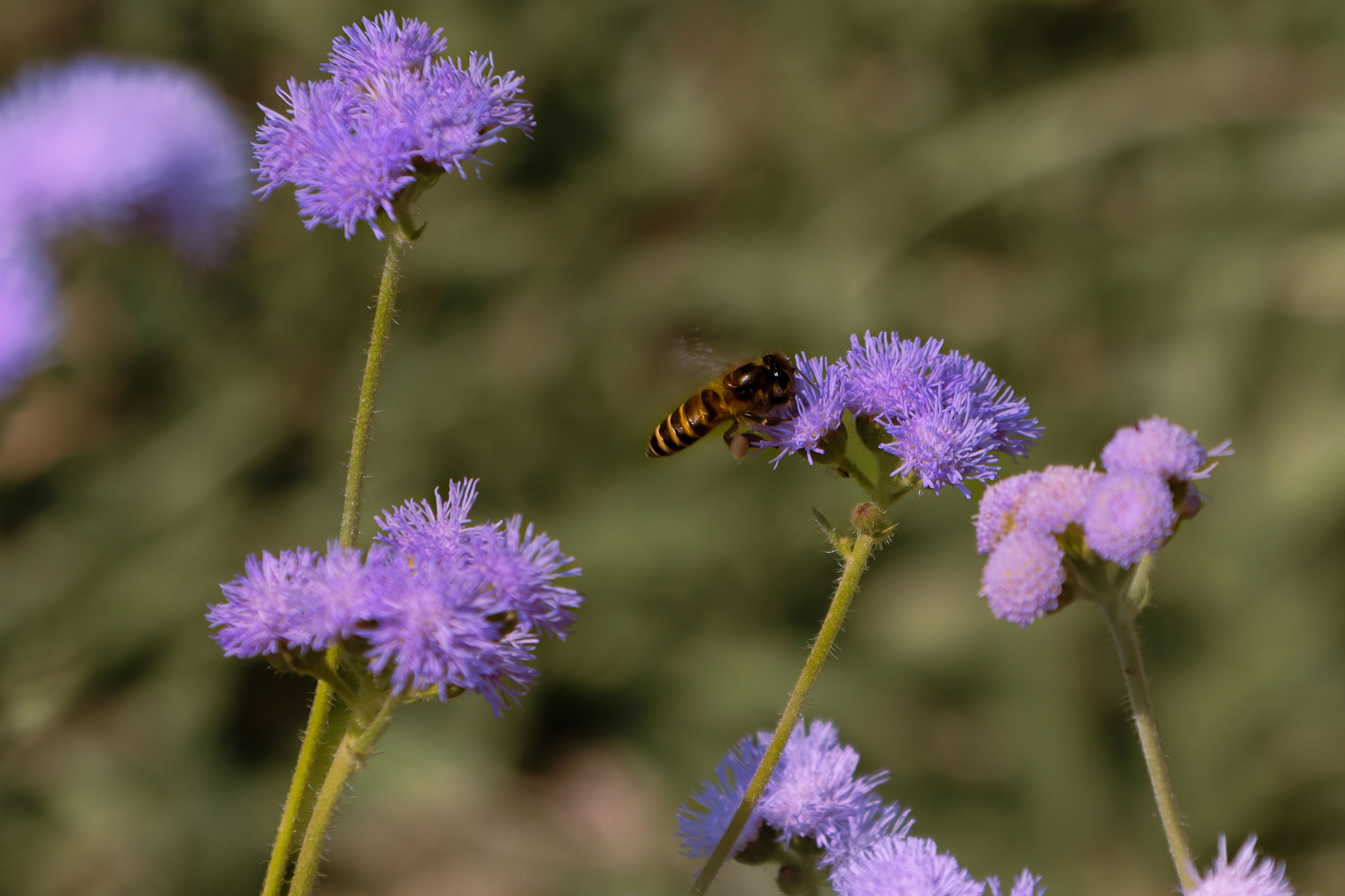 A bee collects nectar from a purple flower.