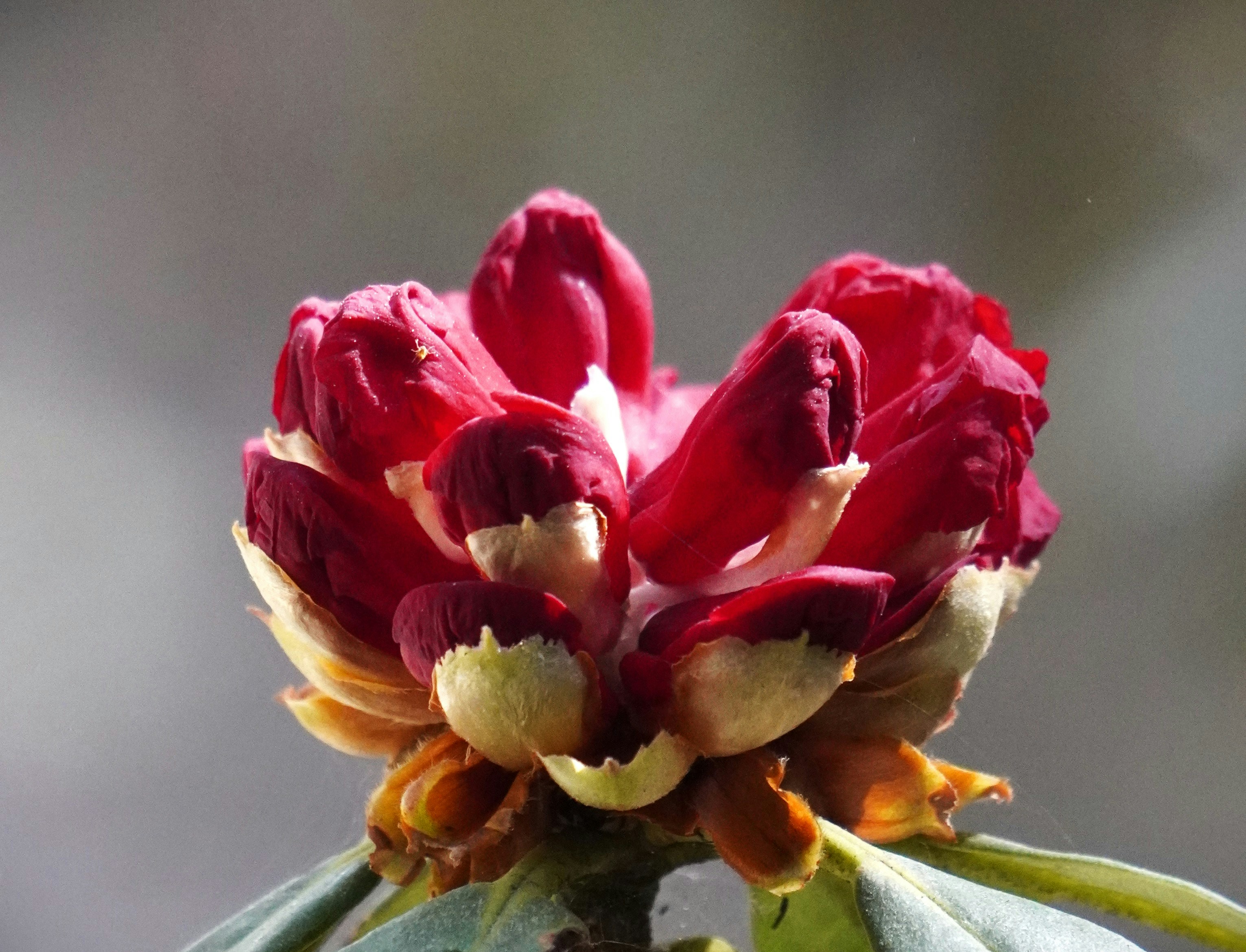 Photo by aditipanatu95