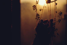 Hanging plant silhouetted against a warm sunset