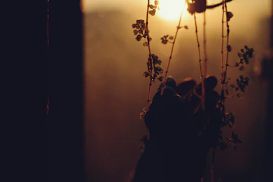 Hanging plant silhouetted against a warm sunset