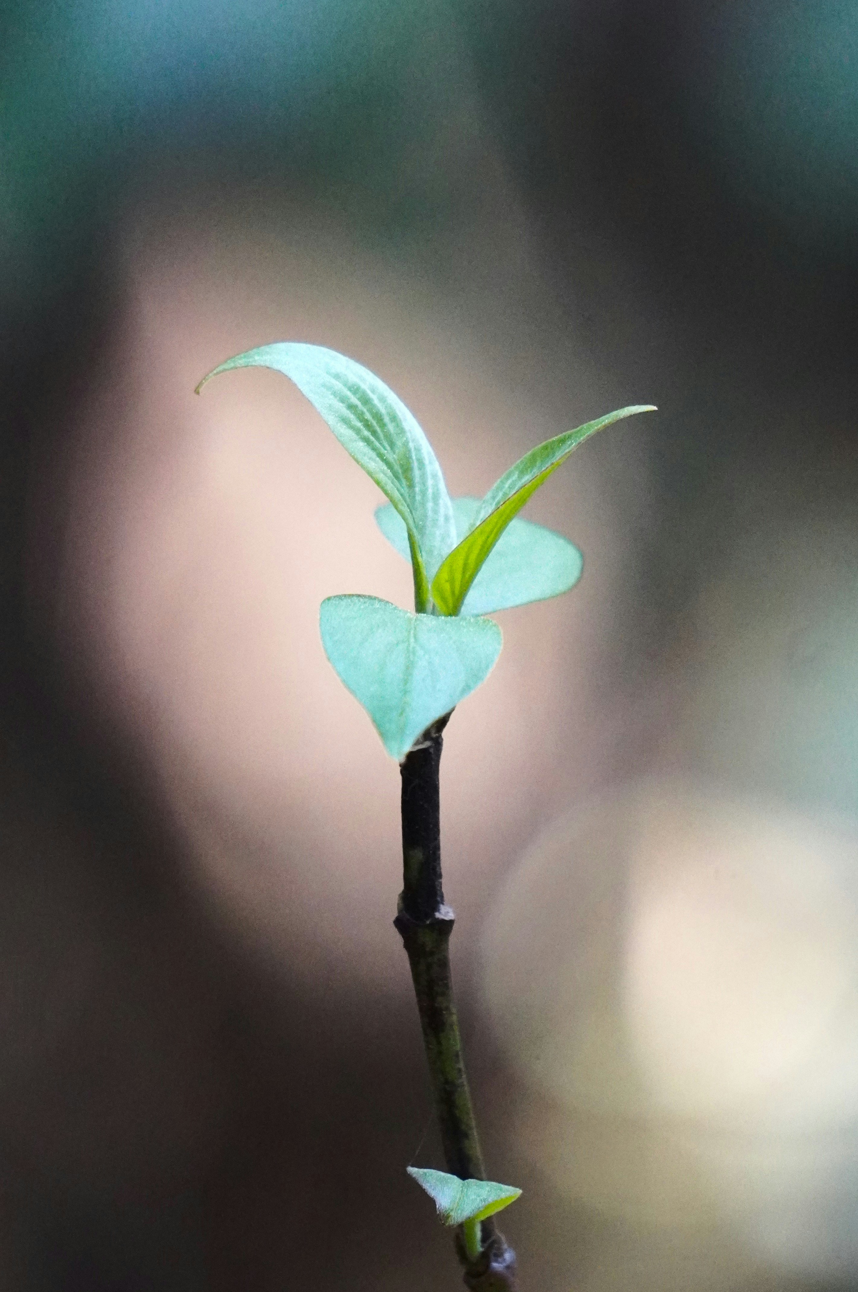 Soil Preparation and Growing Conditions for Medicinal Herbs