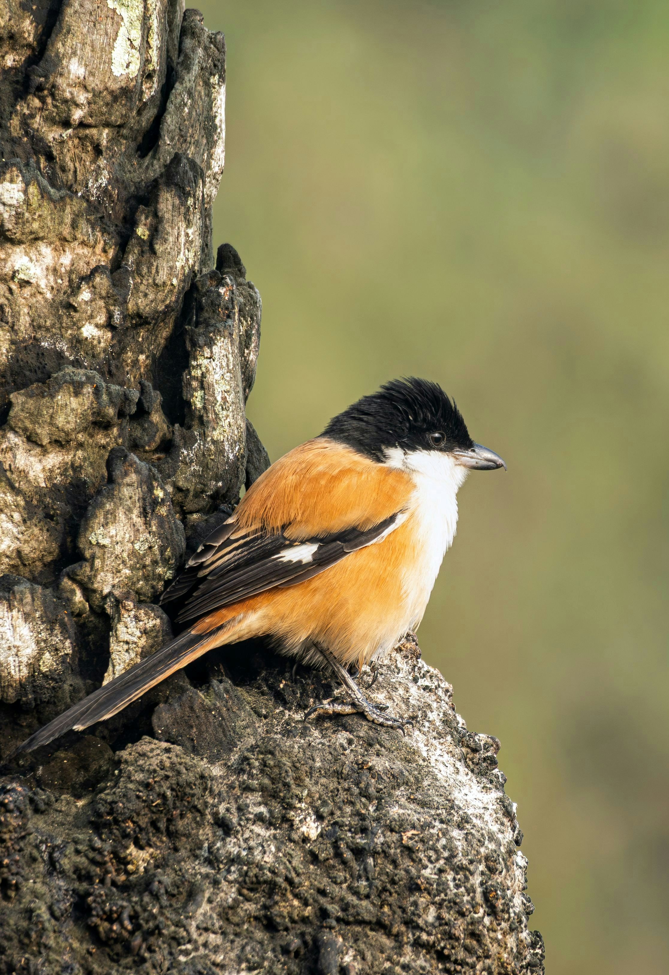 Un alcaudón de cola larga posado en una rama de árbol