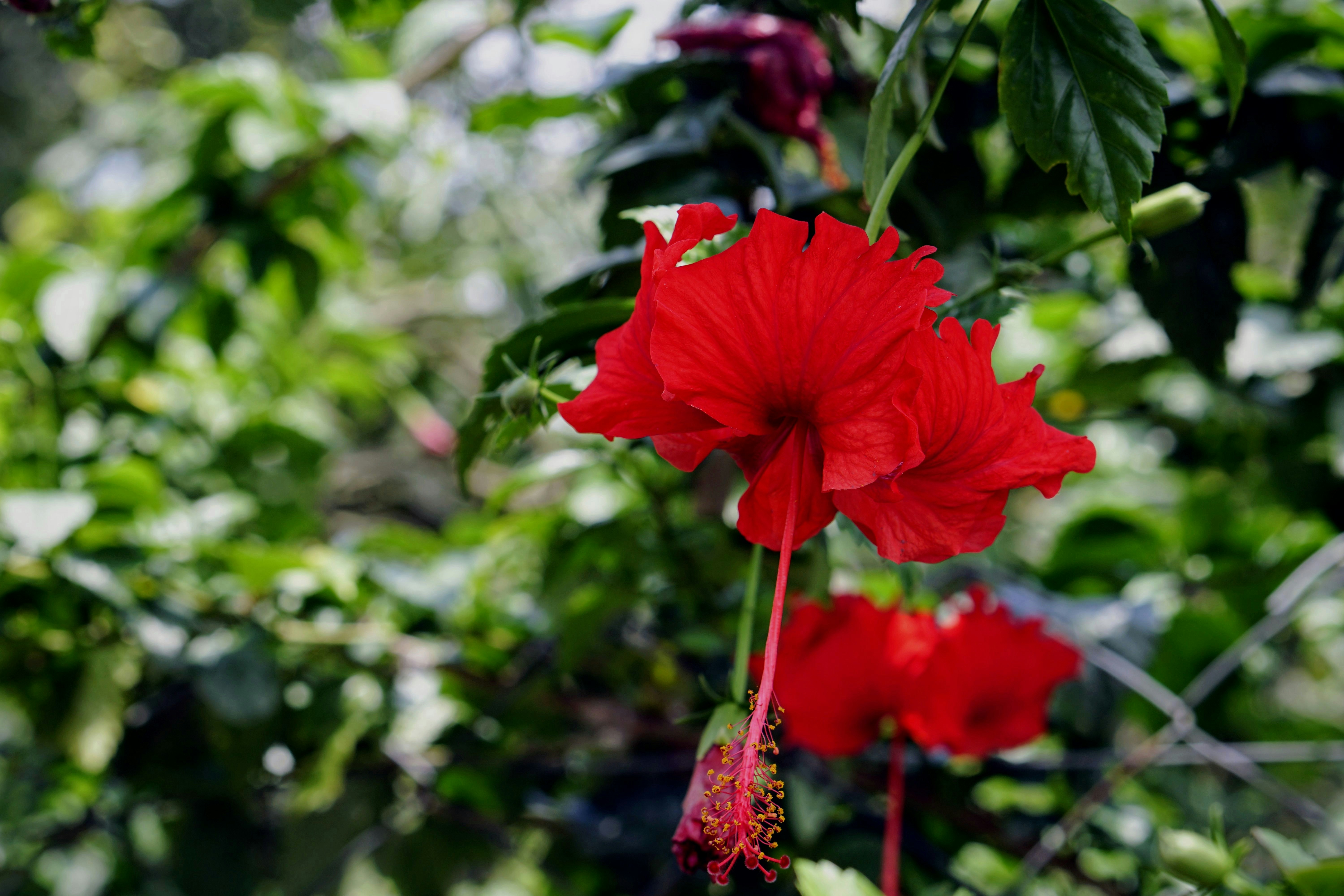Dos vibrantes flores de hibisco rojo florecen sobre un arbusto verde.