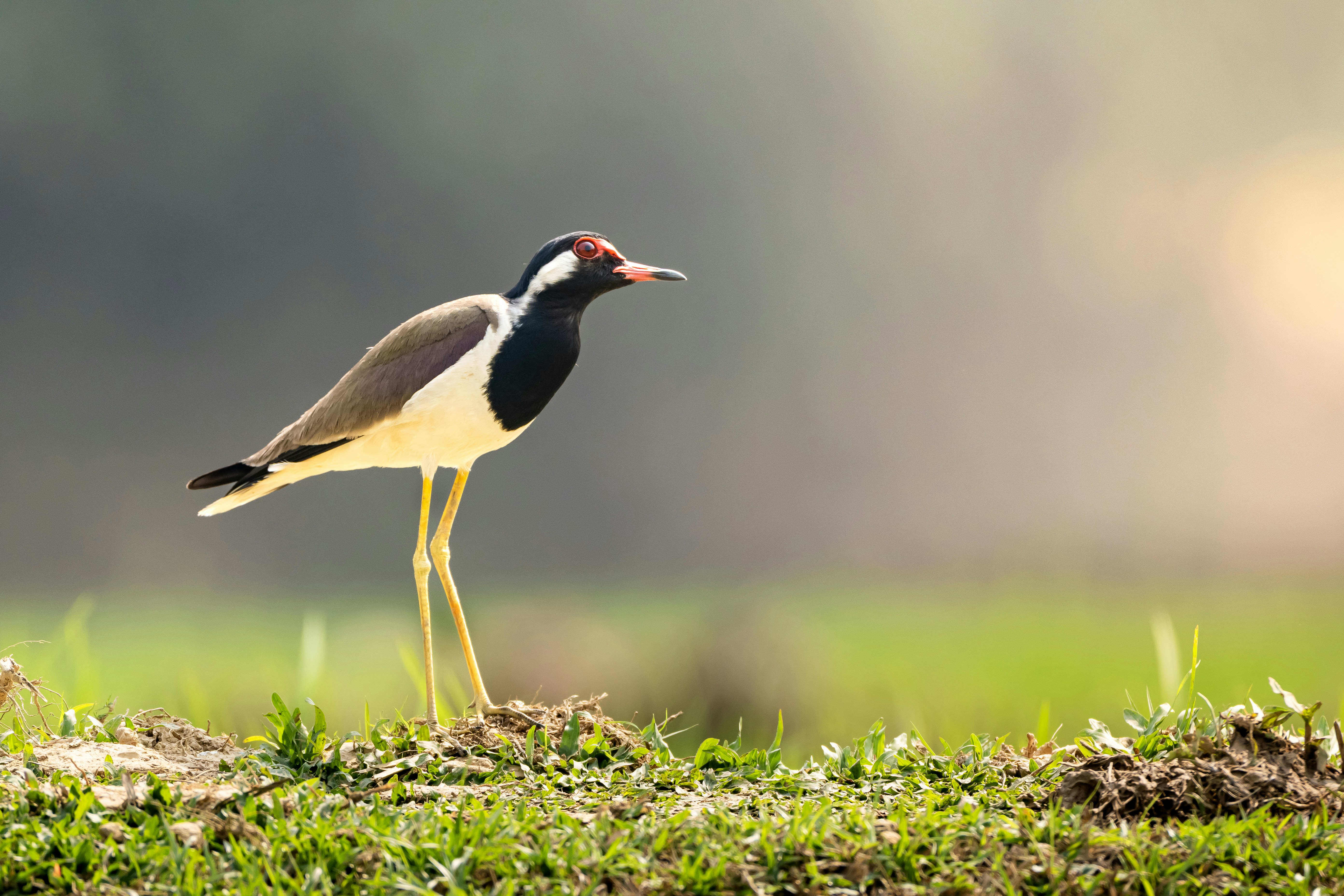 Un ave avefría de carucia roja se encuentra sobre un terreno herboso.