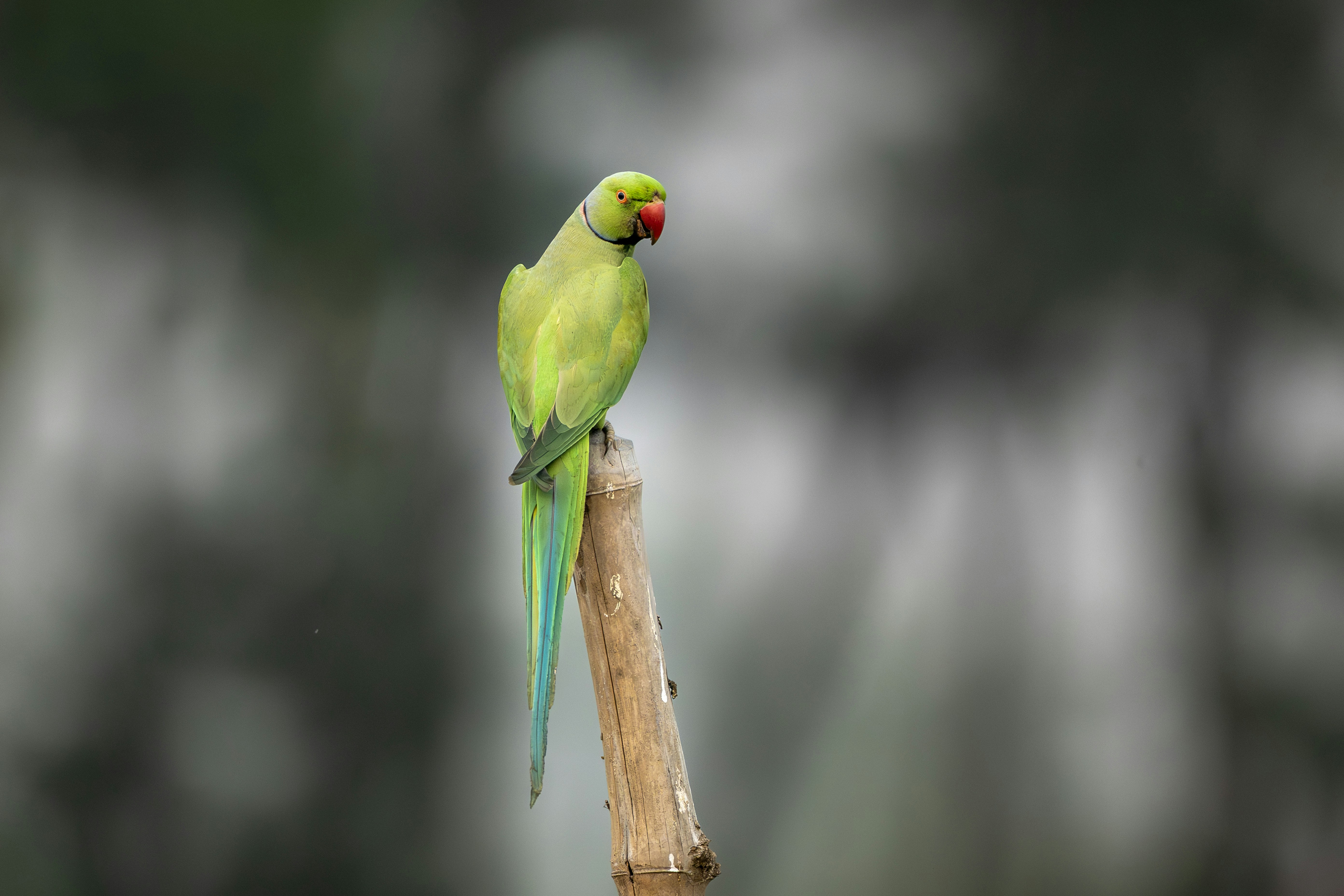 Photo by mamunsheikh