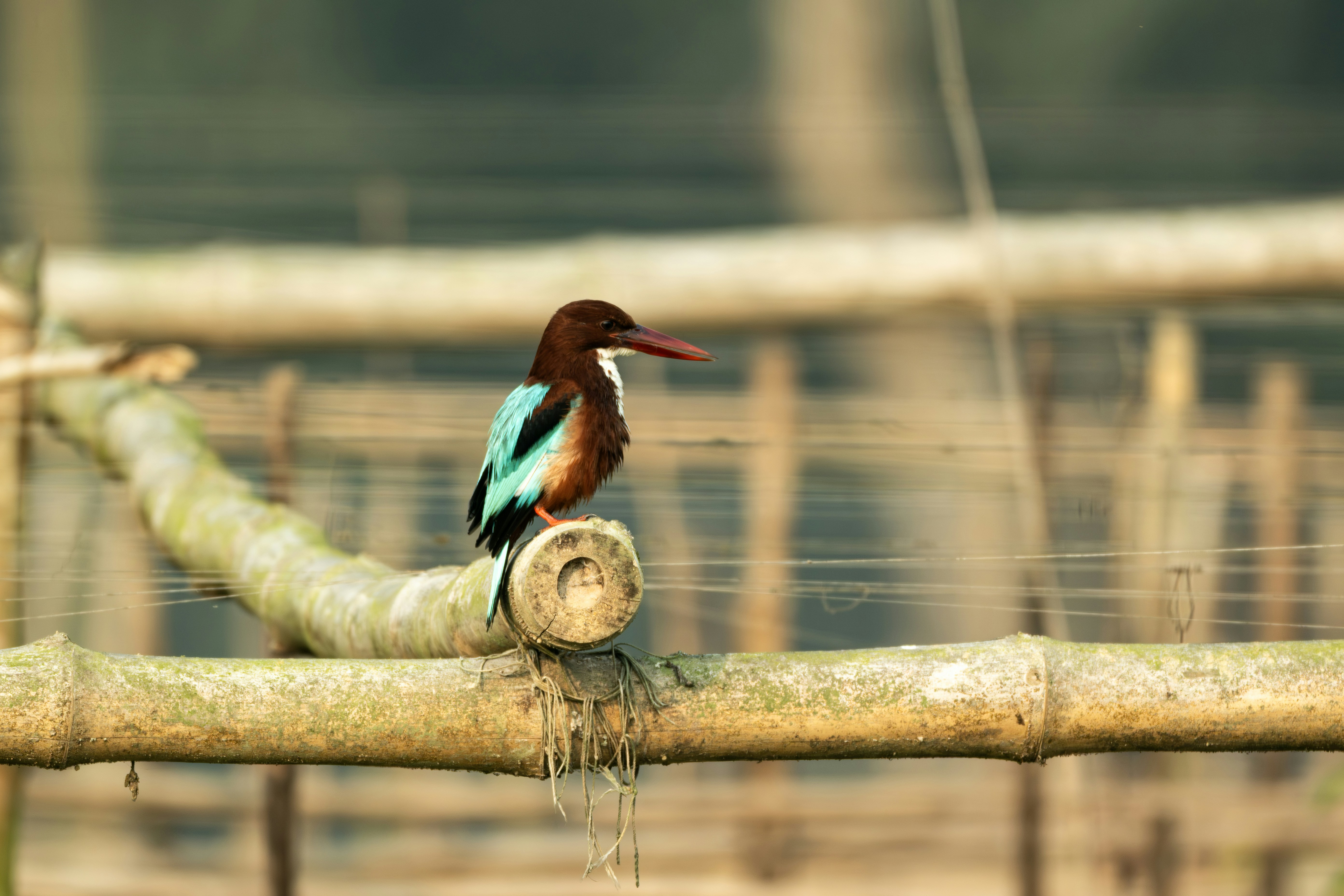 Un martín pescador de pecho blanco posado en una rama de bambú