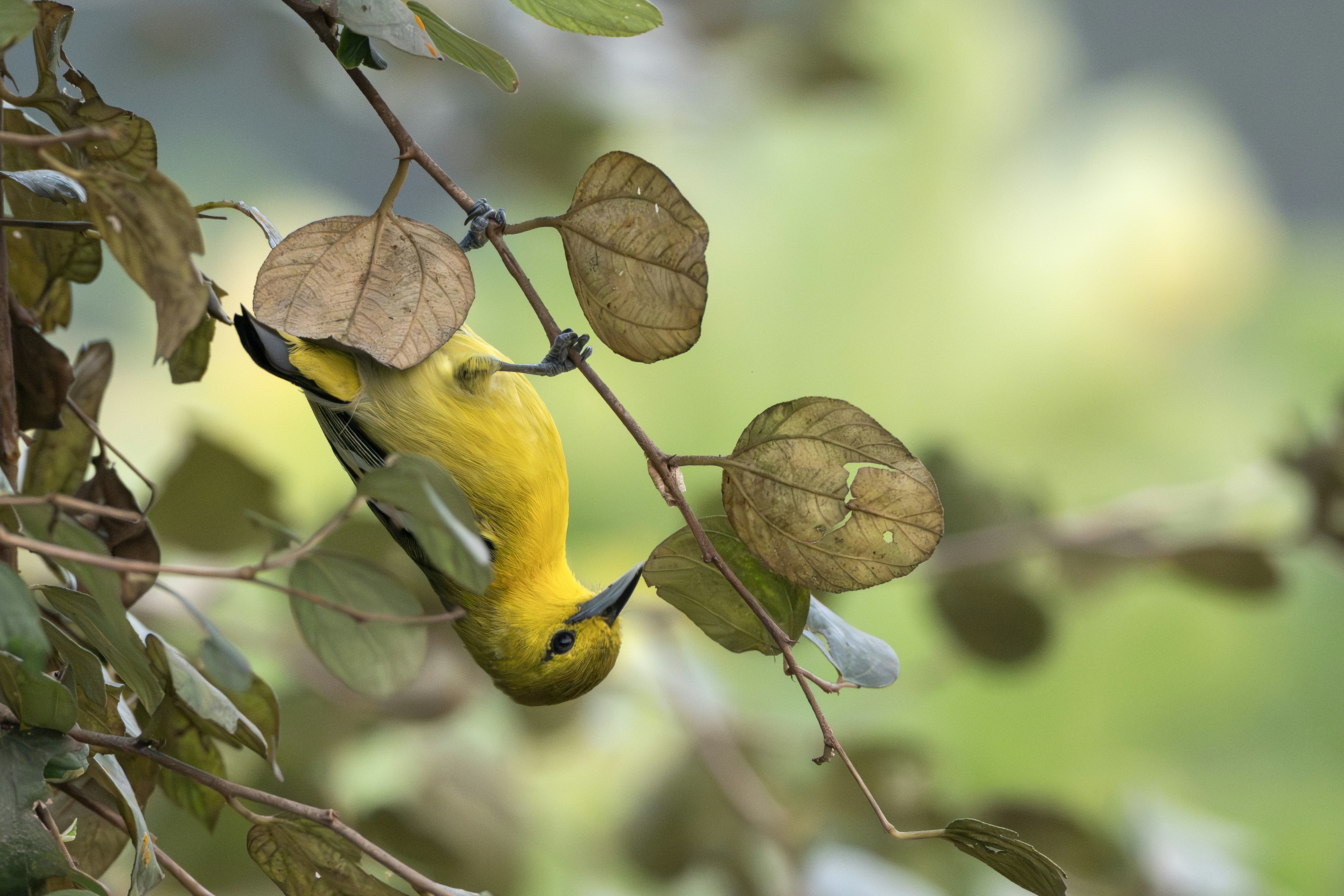 Un pequeño pájaro amarillo cuelga boca abajo en una rama.