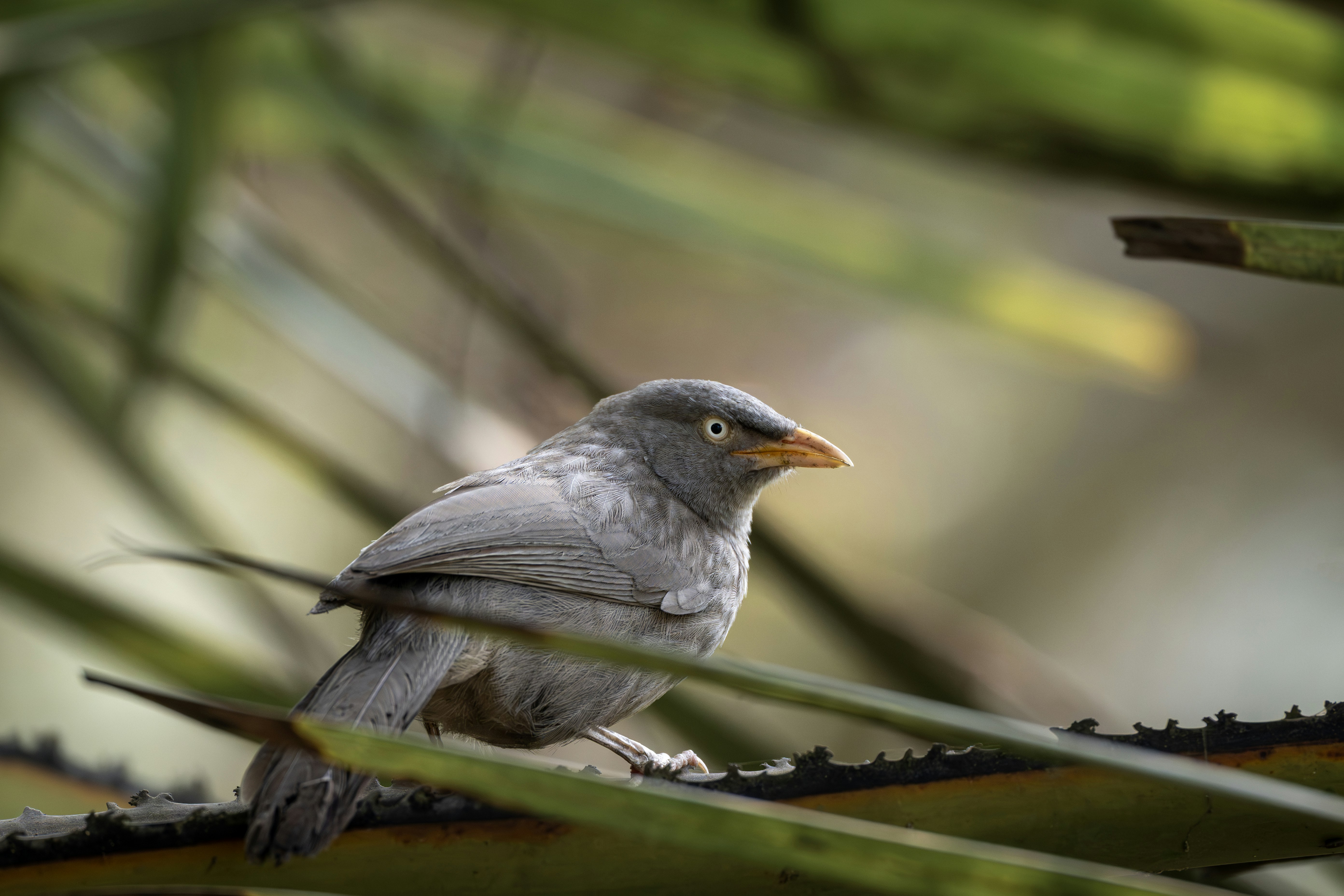 Un pájaro gris con pico amarillo se sienta en una rama.