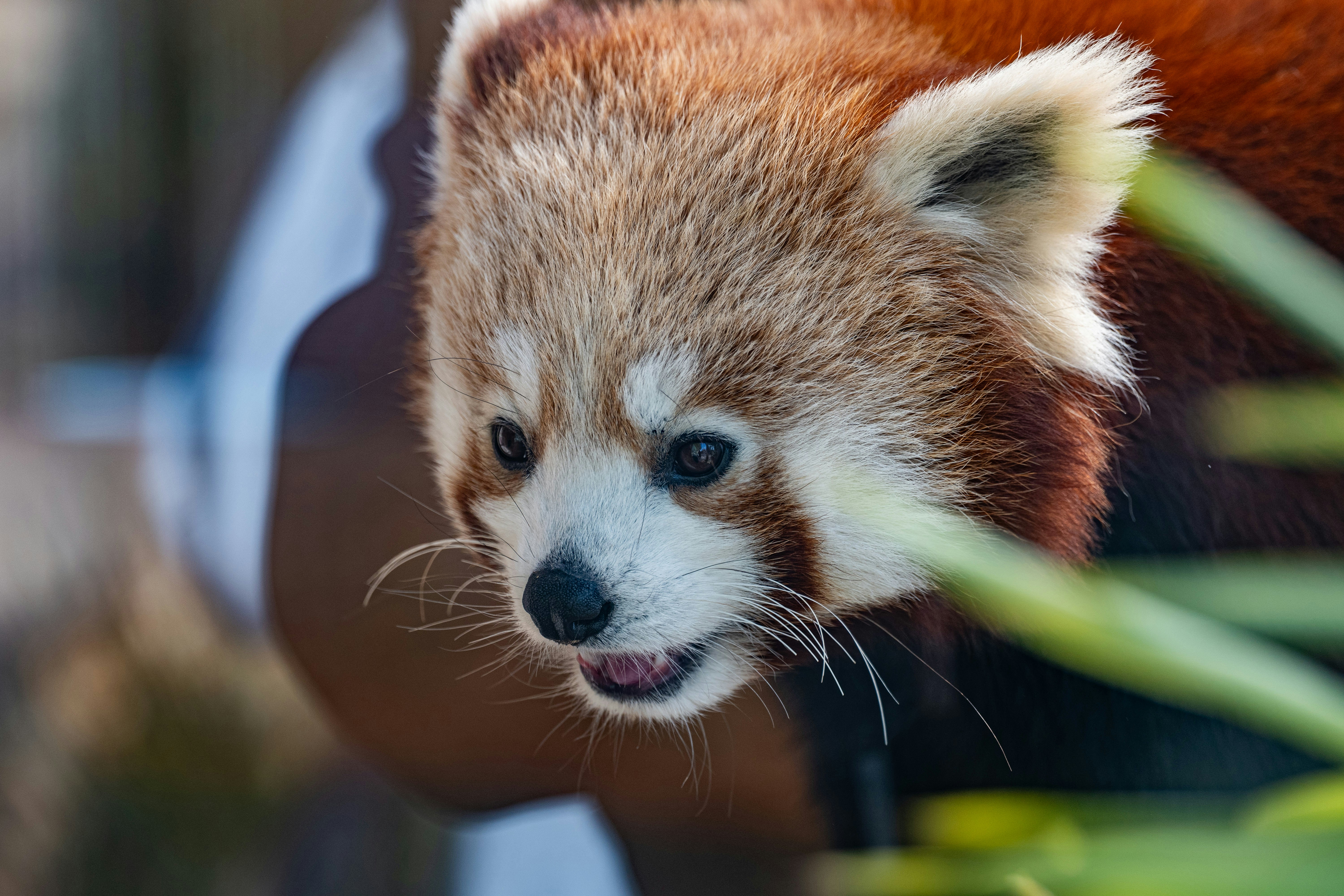 Un panda rojo asoma entre las hojas verdes.