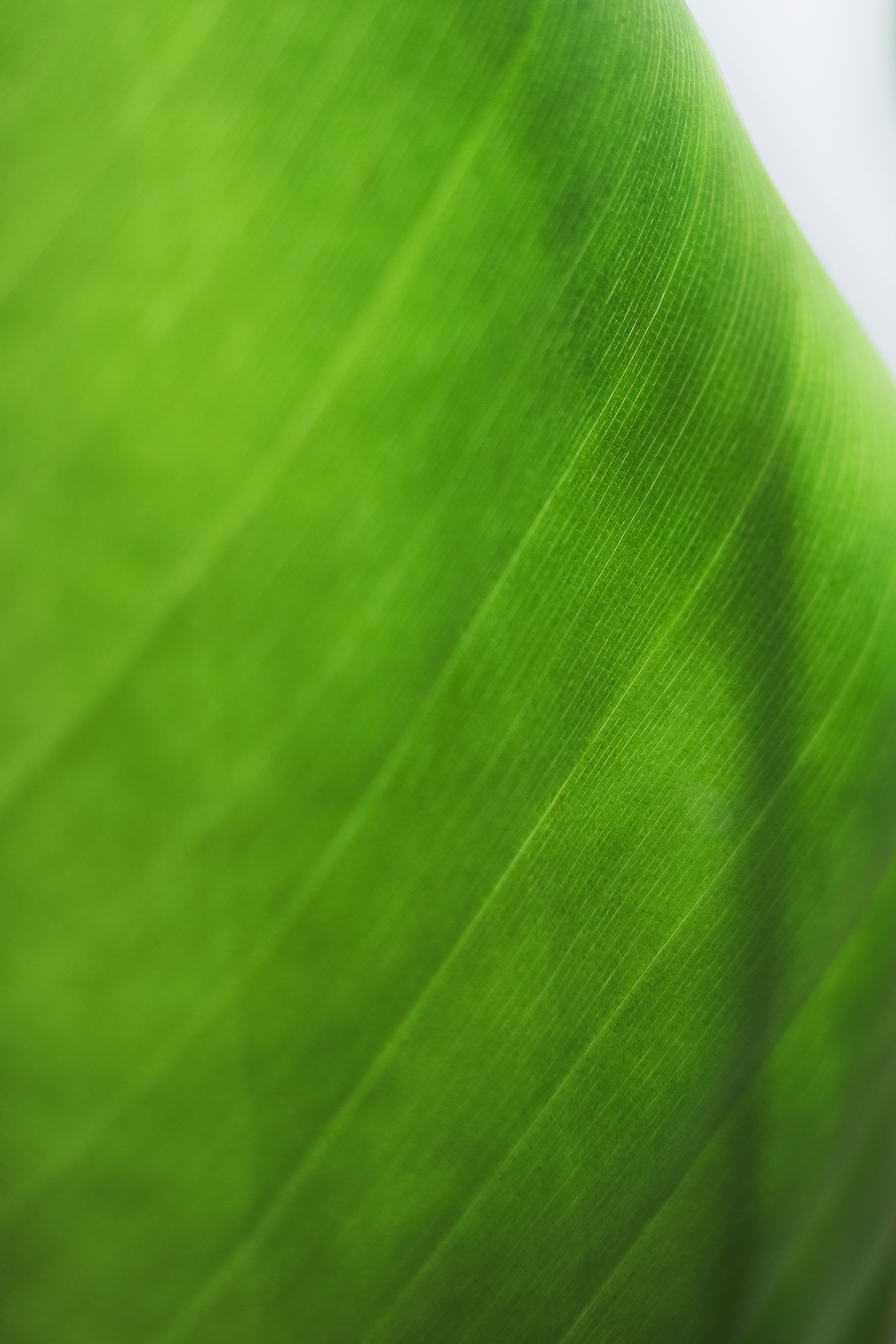Primo piano di una foglia verde vibrante con vene visibili.